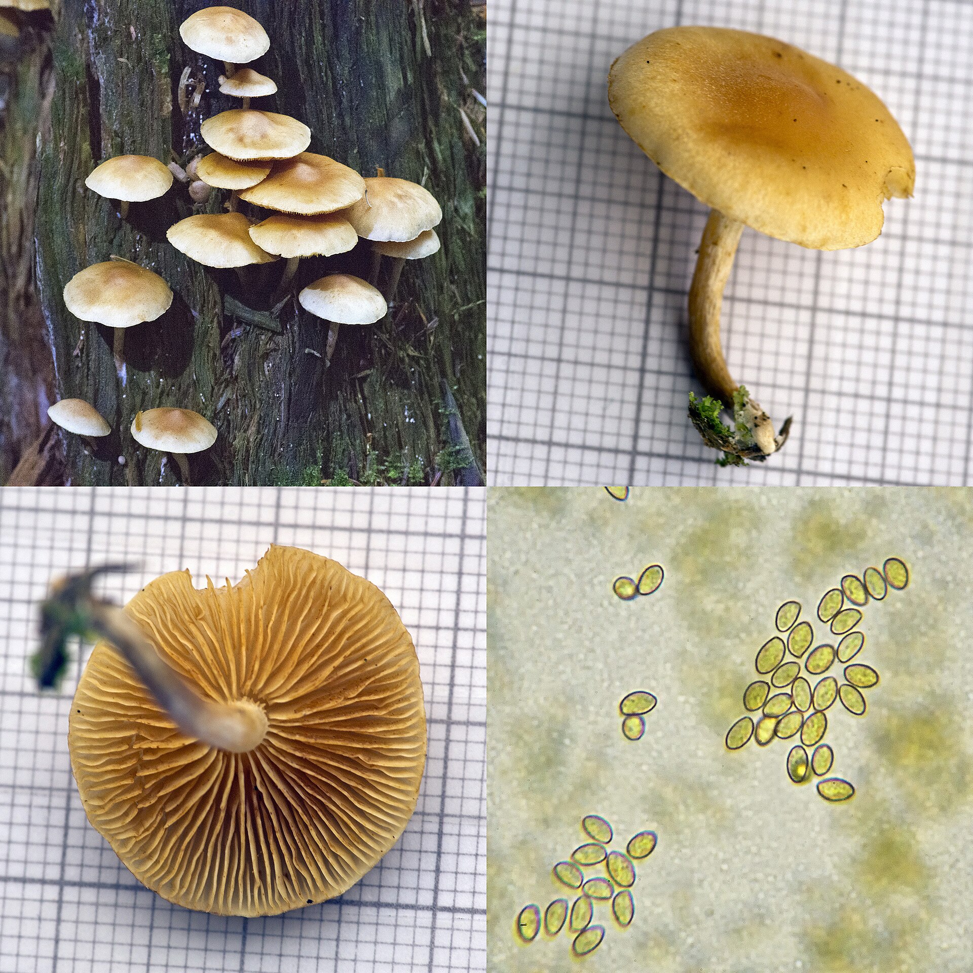 Łysak plamistoblaszkowy (Gymnopilus penetrans)