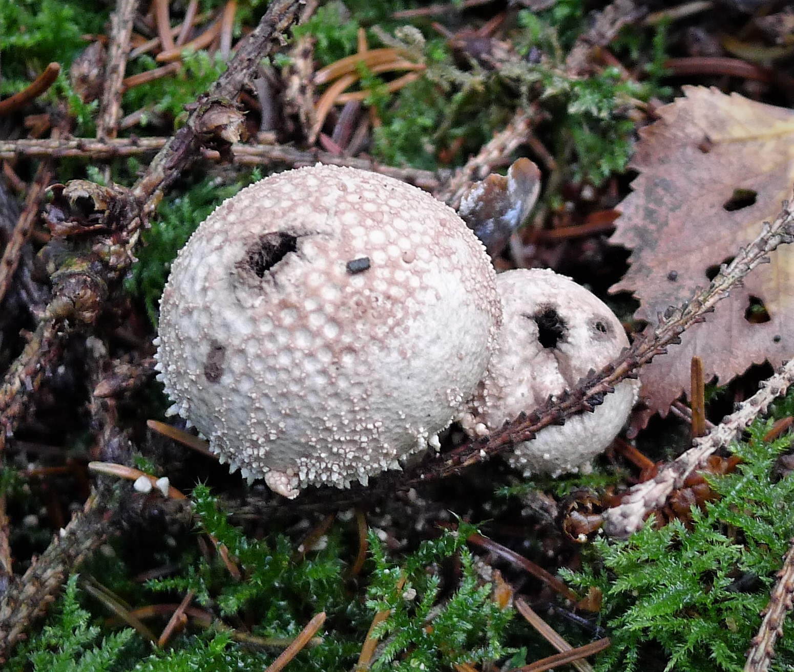 Purchawka chropowata (Lycoperdon perlatum)
