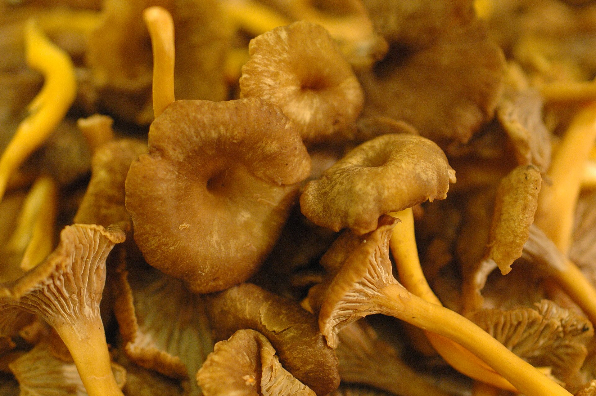 Pieprznik trąbkowy (Craterellus tubaeformis)