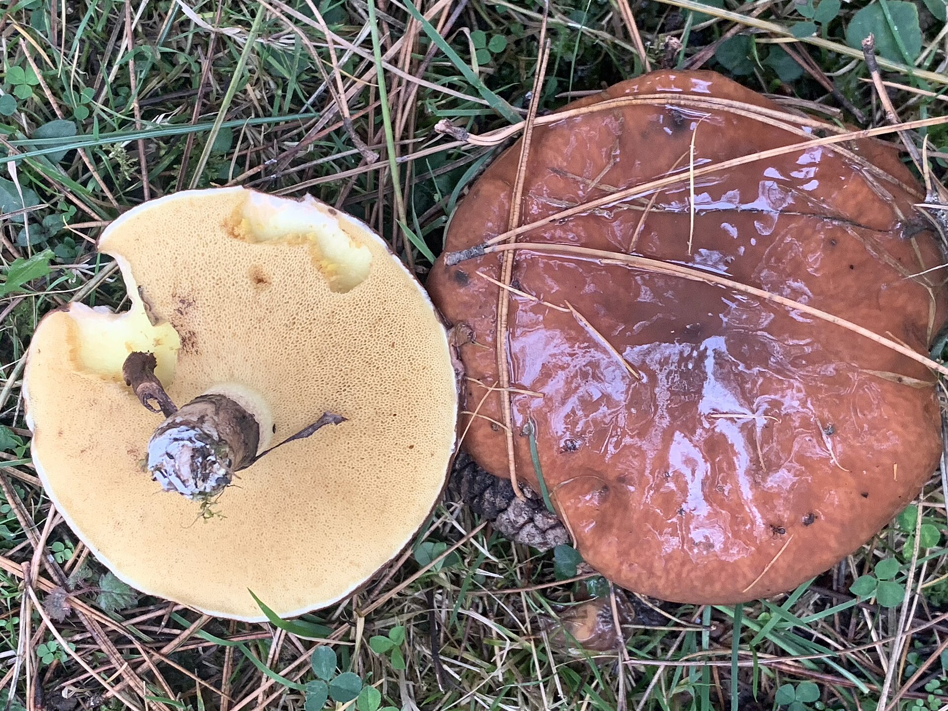 Maślak zwyczajny (Suillus luteus)