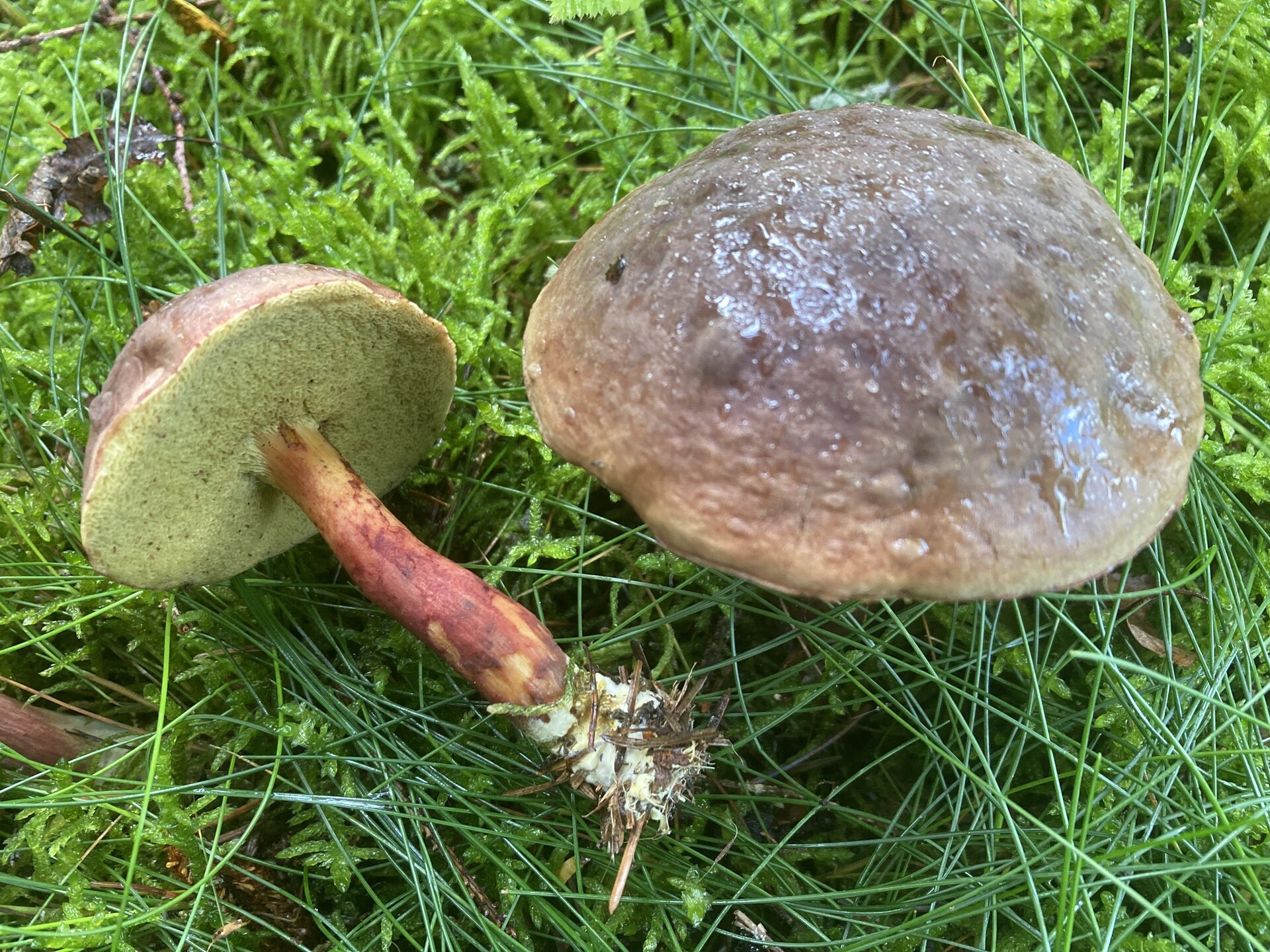 Suchogrzybek oprószony (Xerocomellus pruinatus)
