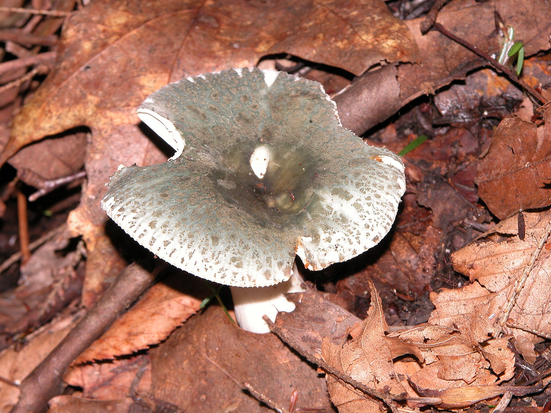 Gołąbek zielonawy (Russula virescens)