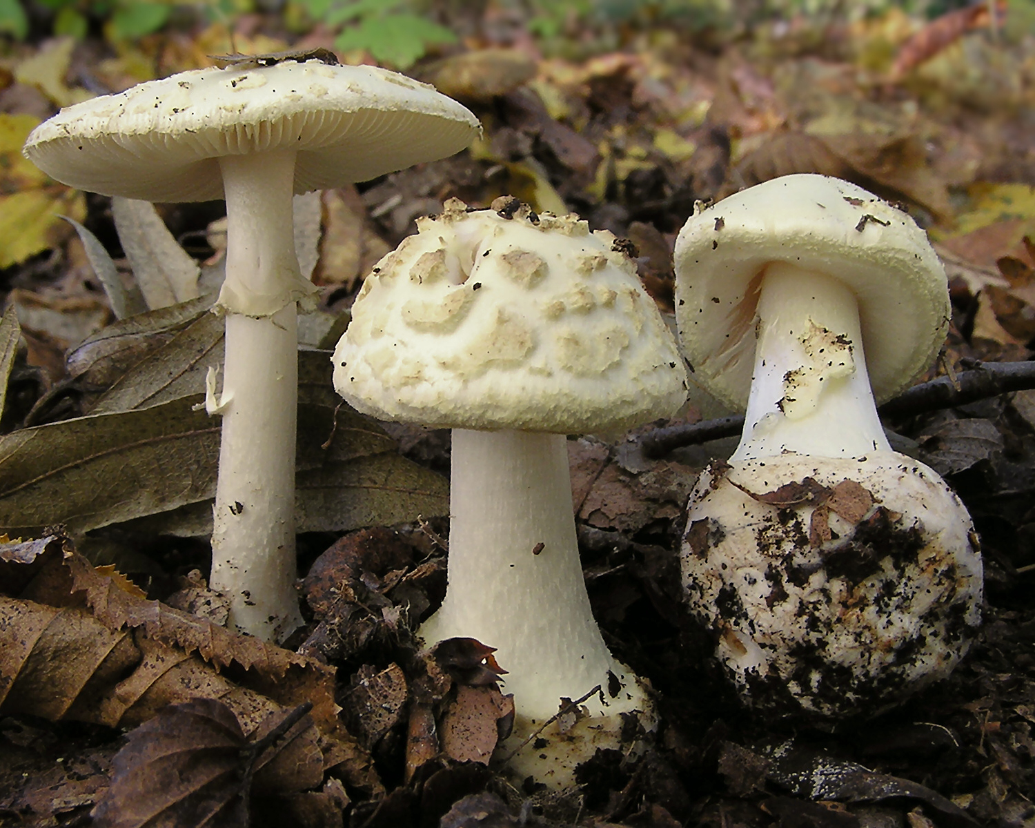 Muchomor cytrynowy (Amanita citrina)