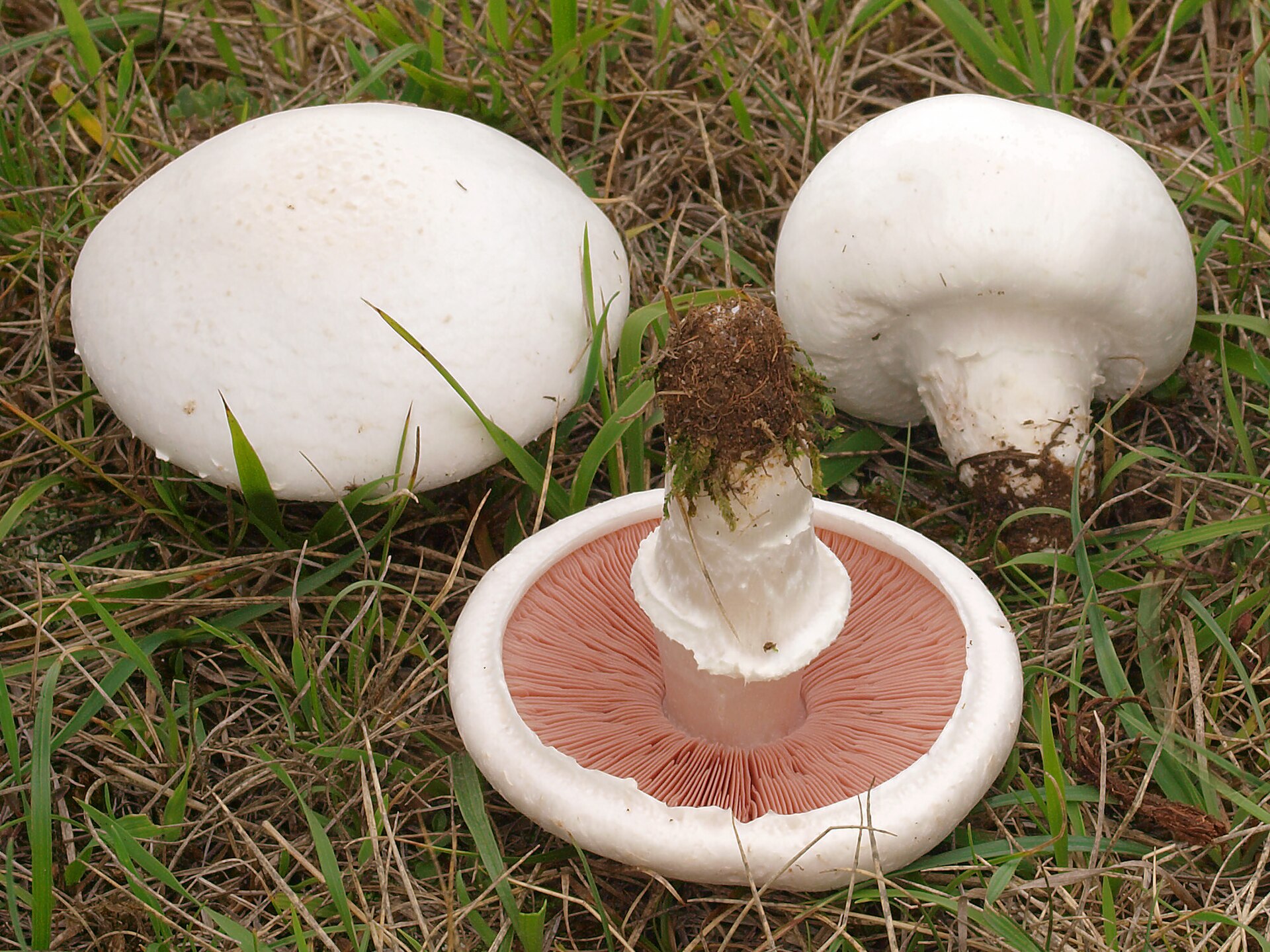 Pieczarka polna (Agaricus campestris)