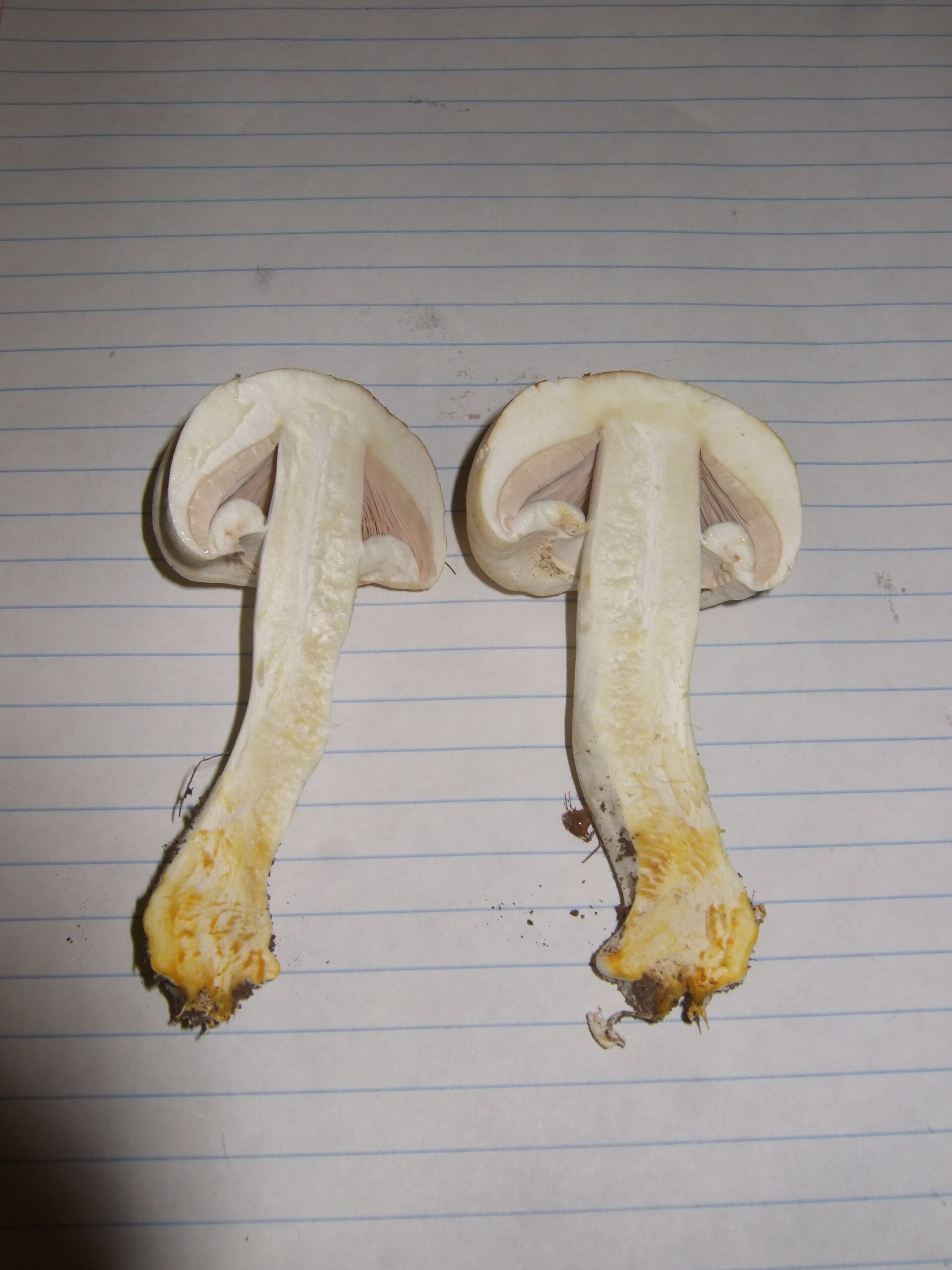 Pieczarka karbolowa (Agaricus xanthodermus)