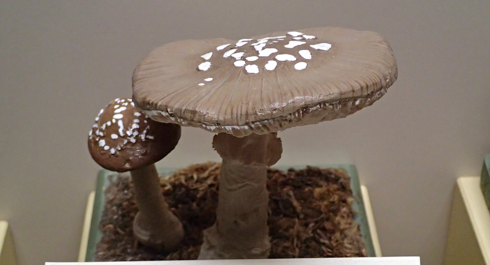 Muchomor plamisty (Amanita pantherina)