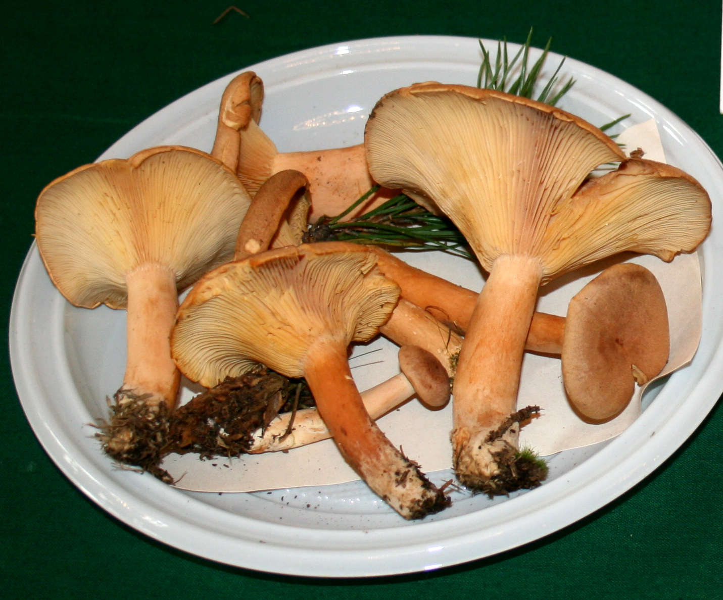 Mleczaj płowy (Lactarius helvus)