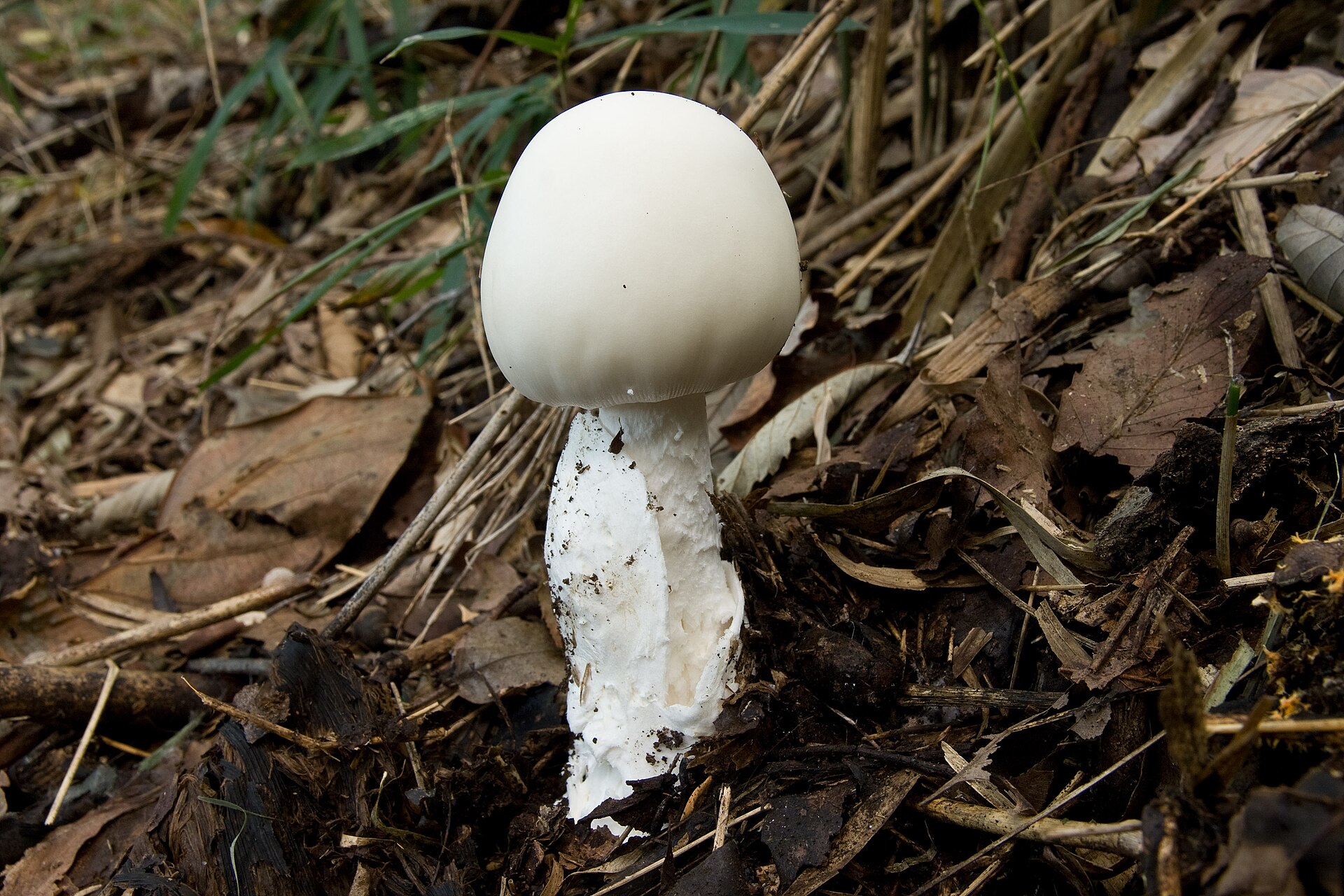 Muchomor jadowity (Amanita virosa)