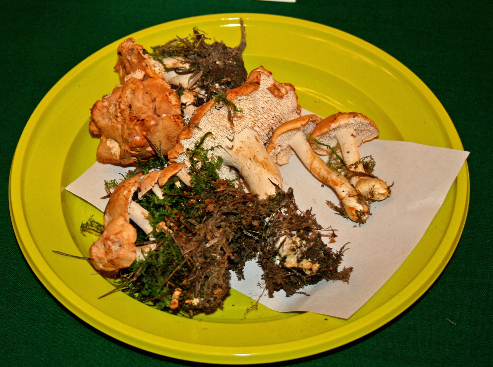 Kolczak rudawy