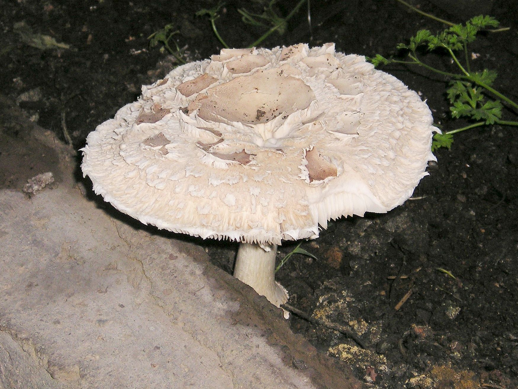 Czubajka ogrodowa