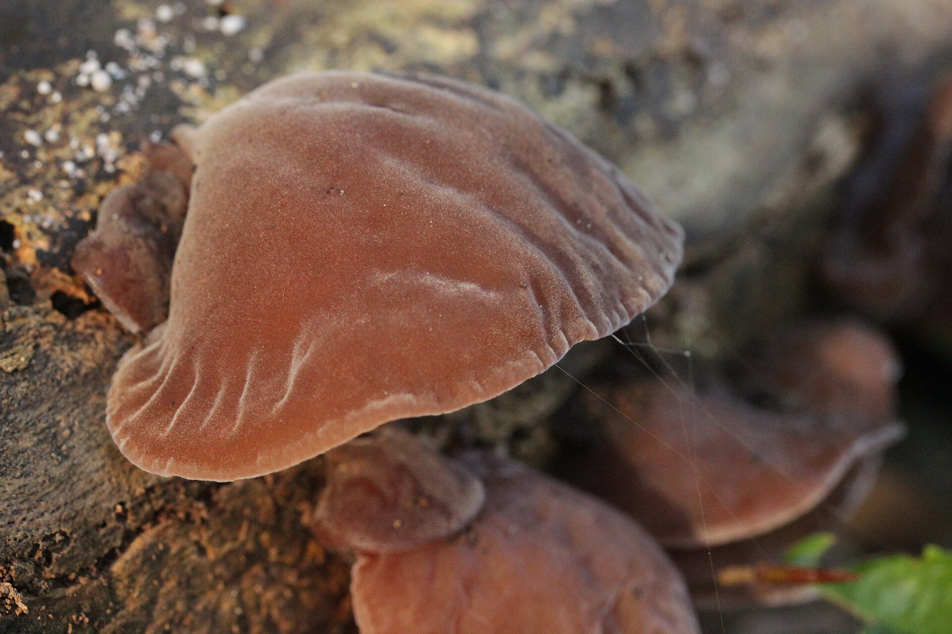 Uszak bzowy (Auricularia auricula-judae)