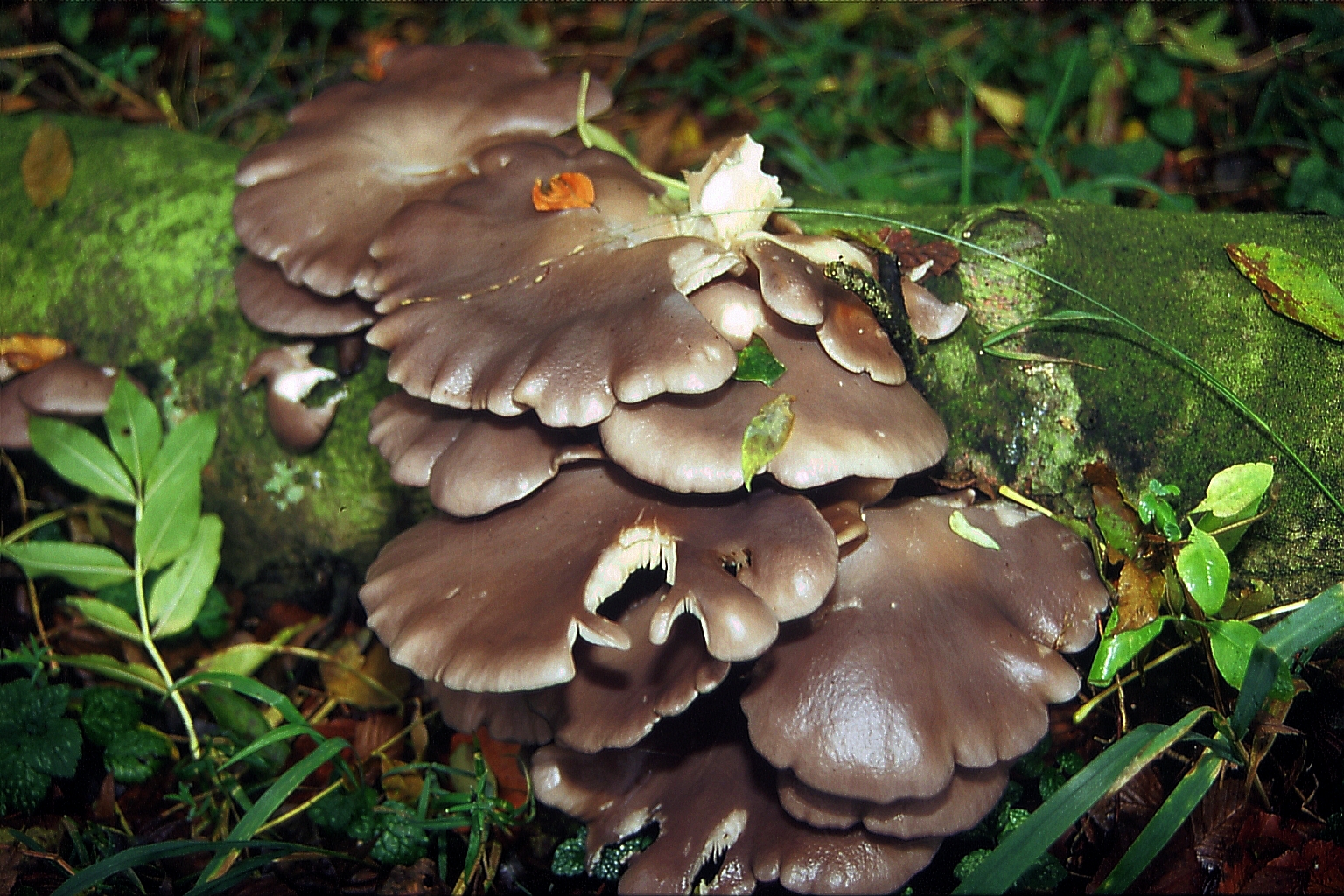 Boczniak ostrygowaty (Pleurotus ostreatus)