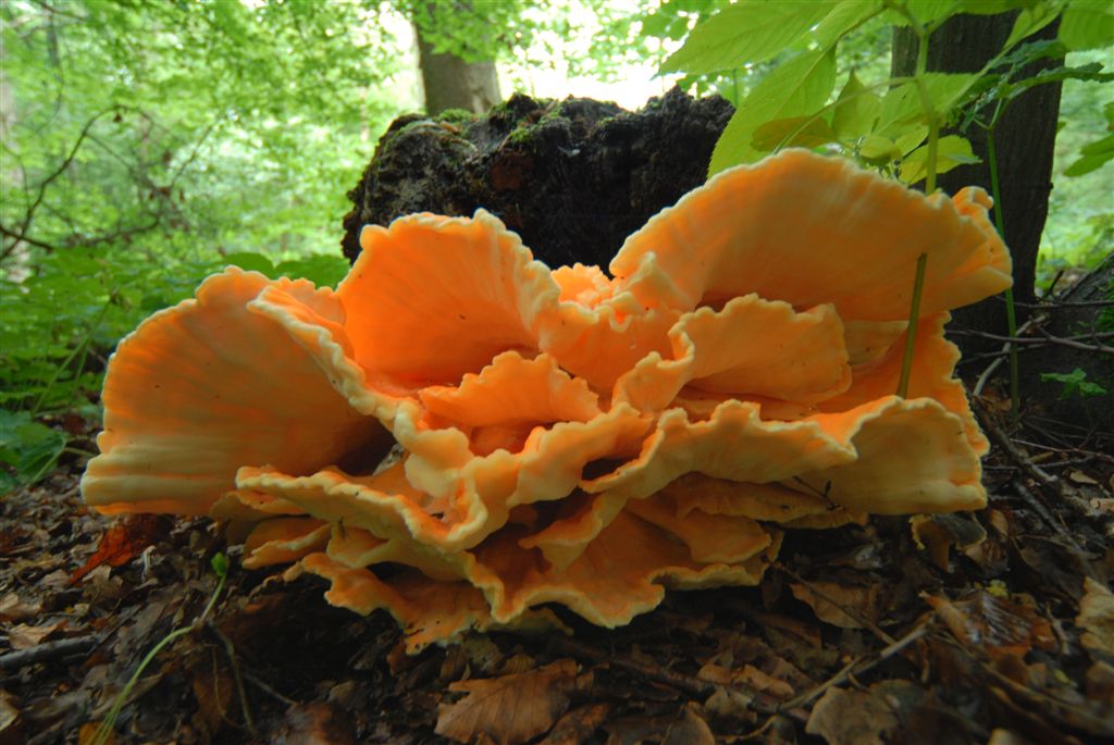 Żółciak siarkowy (Laetiporus sulphureus)