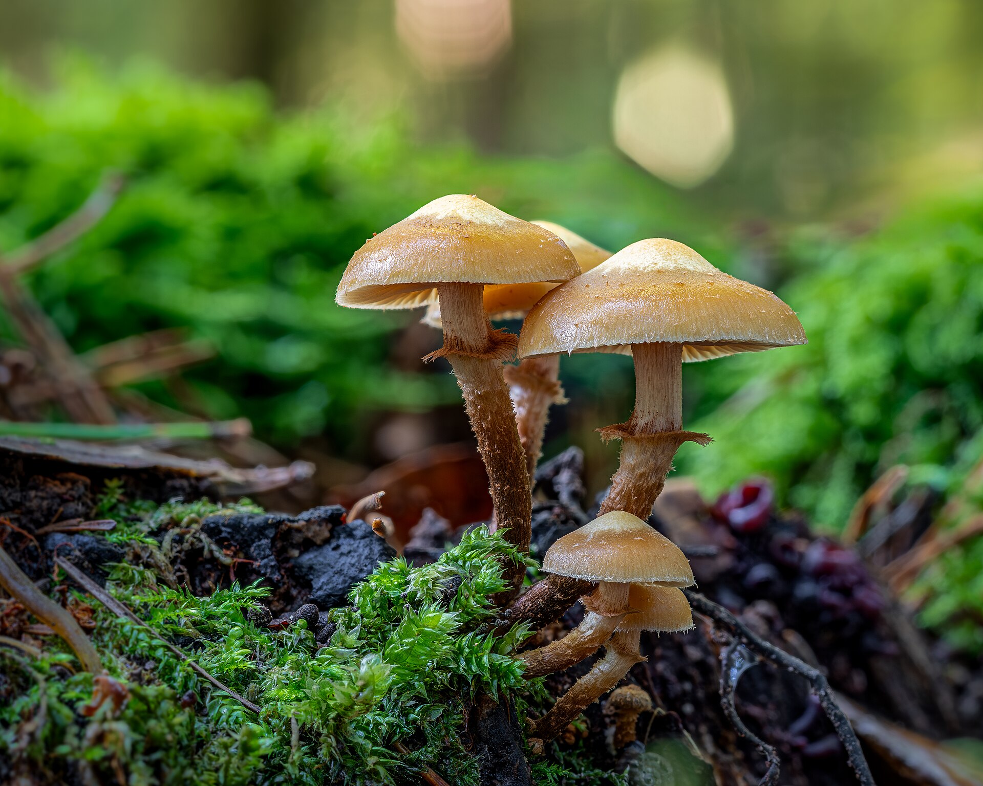 Łuskwiak zmienny (Kuehneromyces mutabilis)