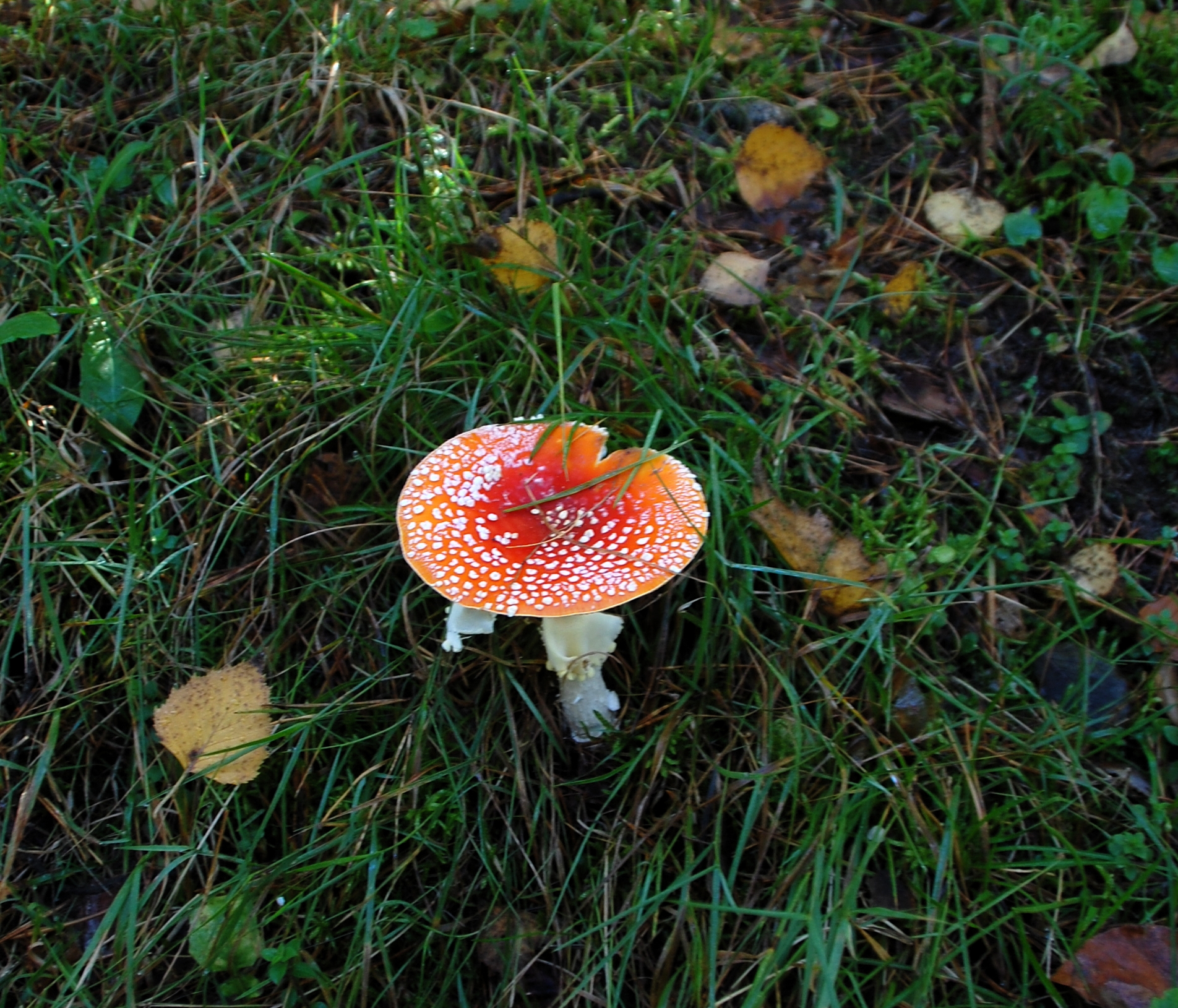 Muchomor czerwony (Amanita muscaria)