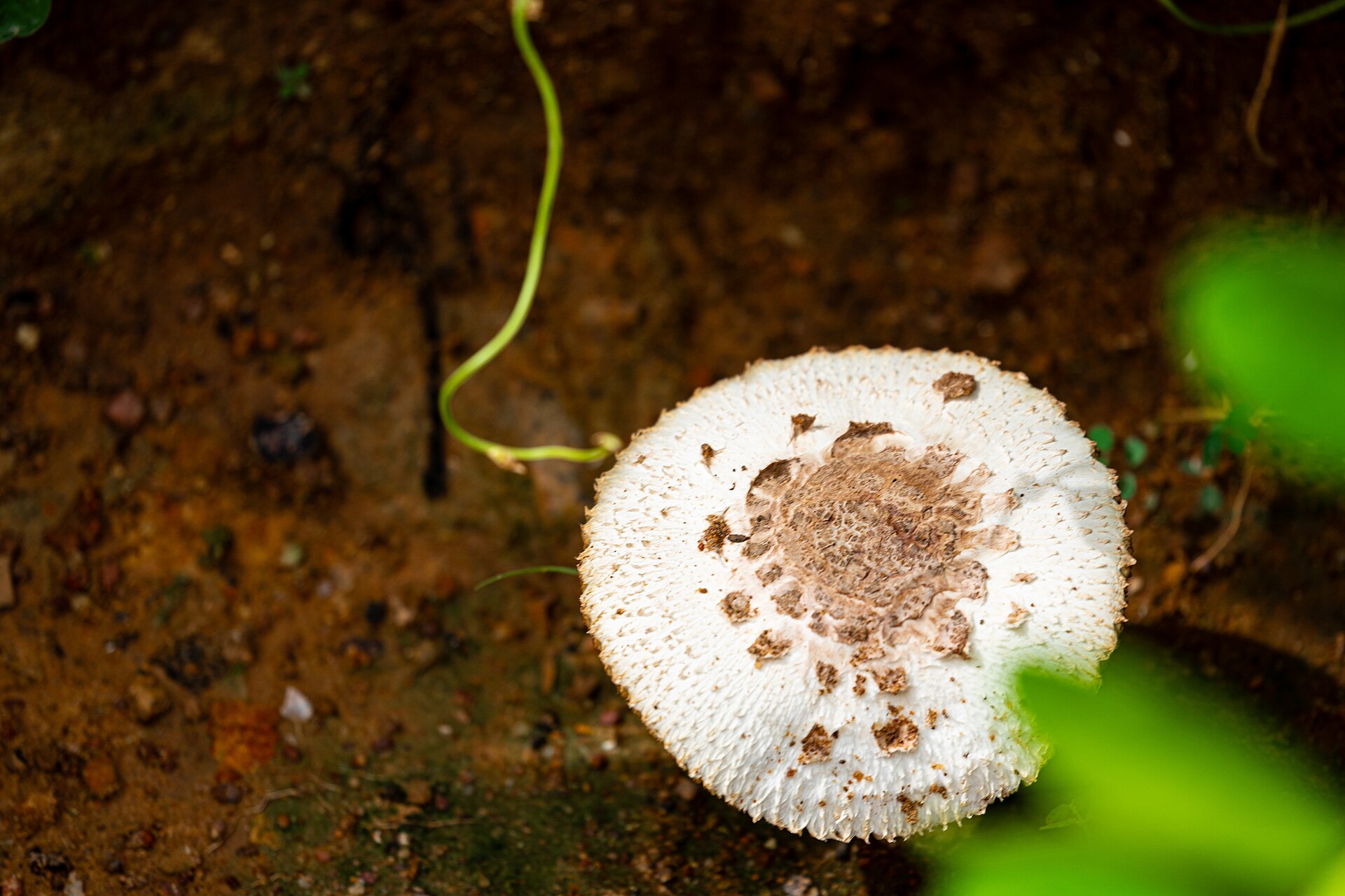 Czubajka kania (Macrolepiota procera)