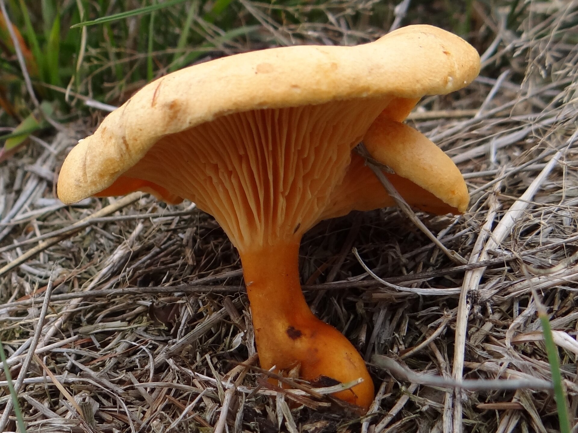 Lisówka pomarańczowa (Hygrophoropsis aurantiaca)