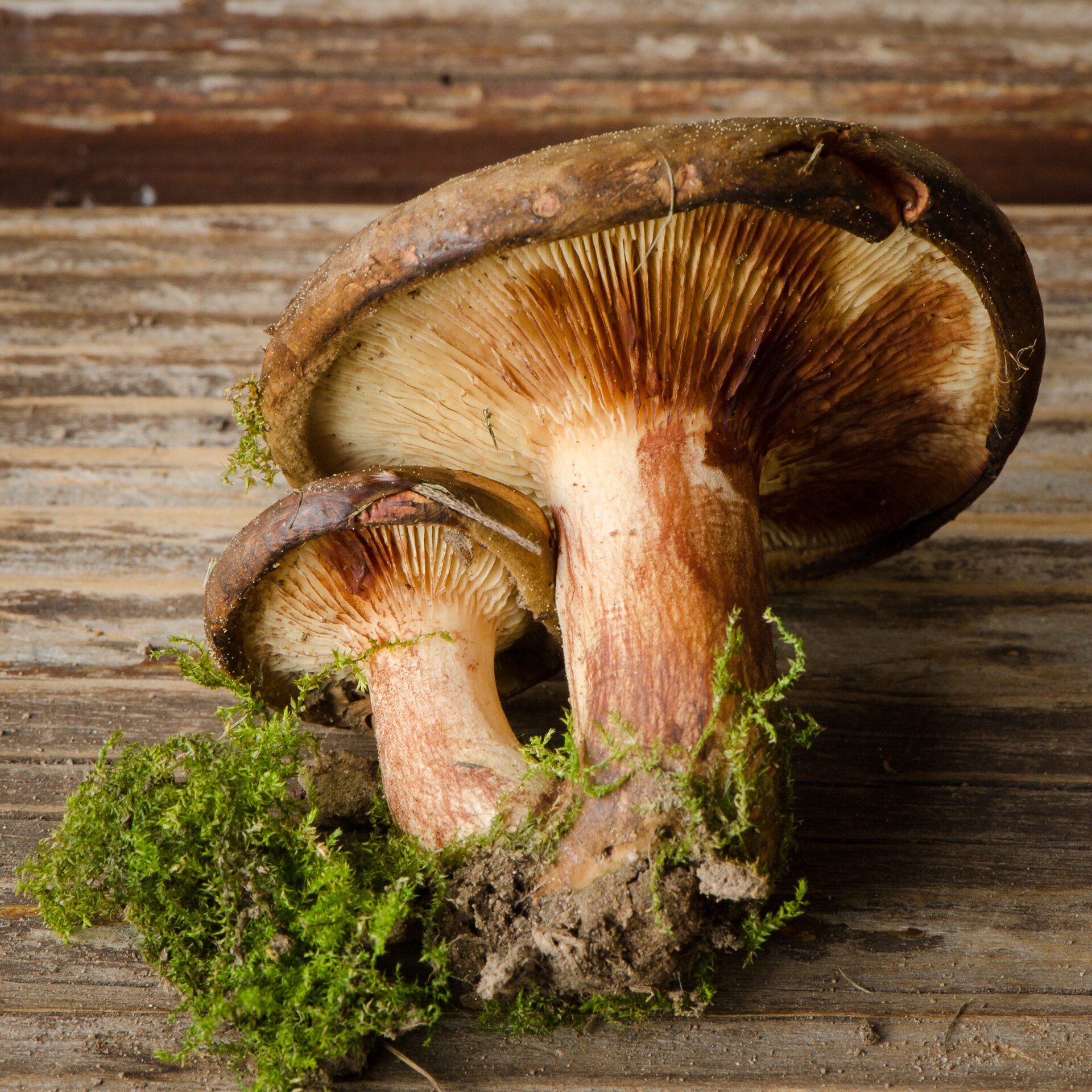 Krowiak podwinięty (Paxillus involutus)