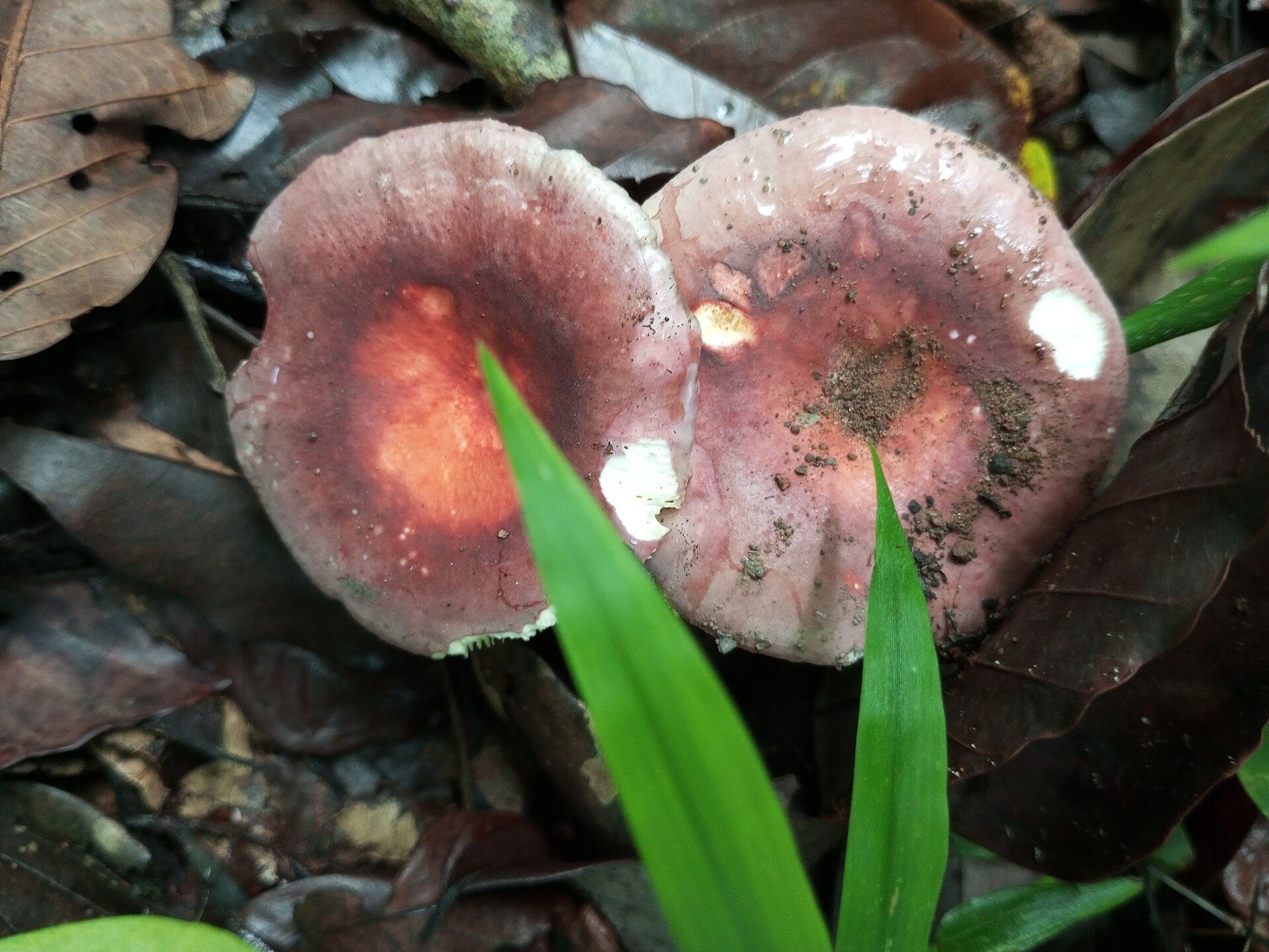Gołąbek jadalny (Russula vesca)