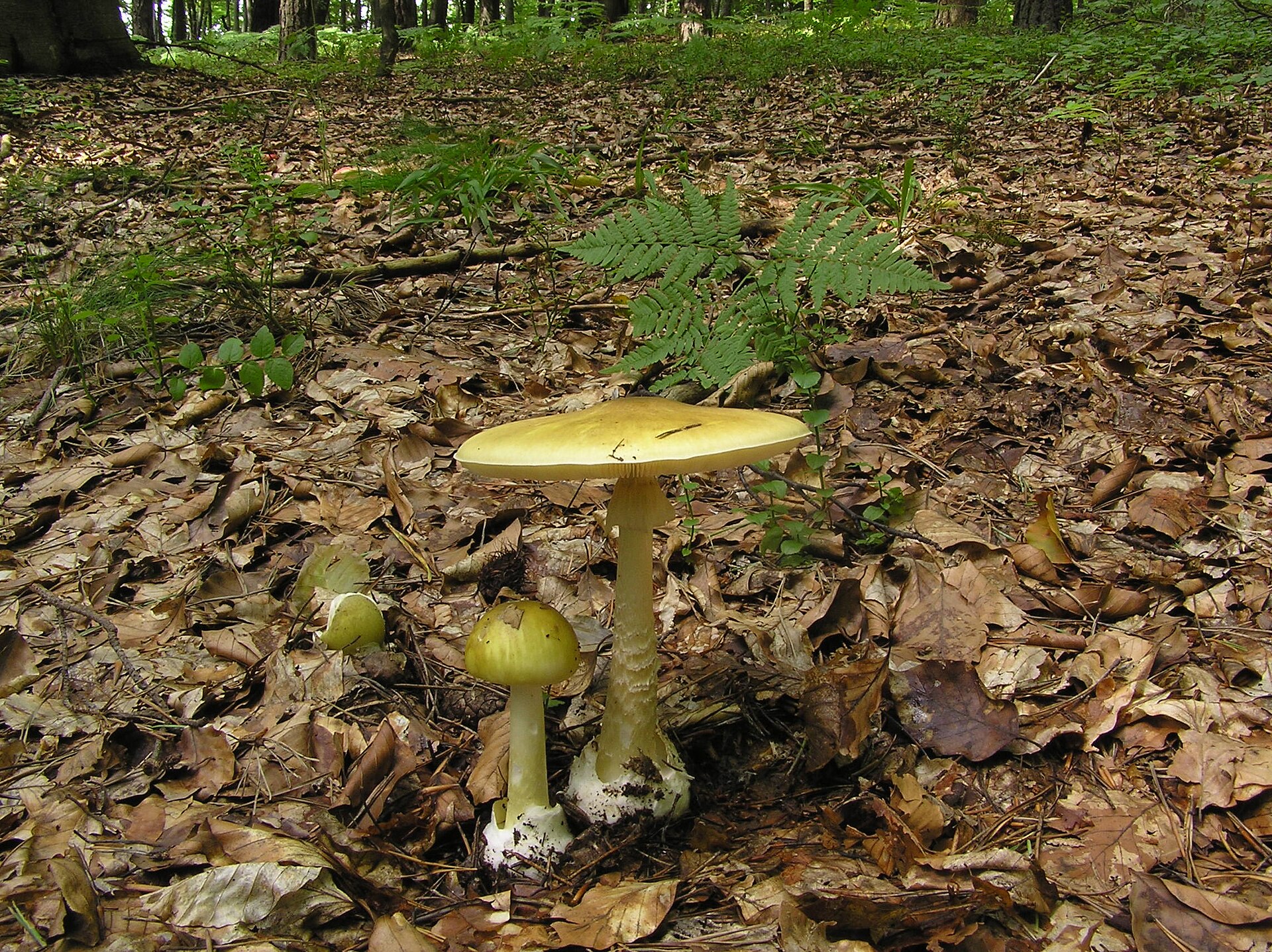 Muchomor sromotnikowy (Amanita phalloides)