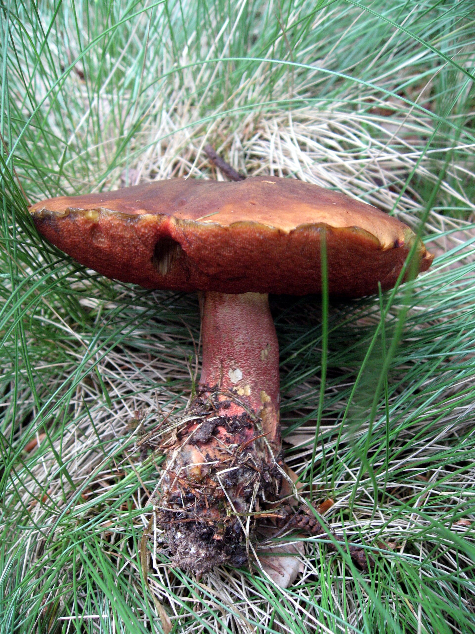 Borowik ceglastopory (Neoboletus luridiformis)