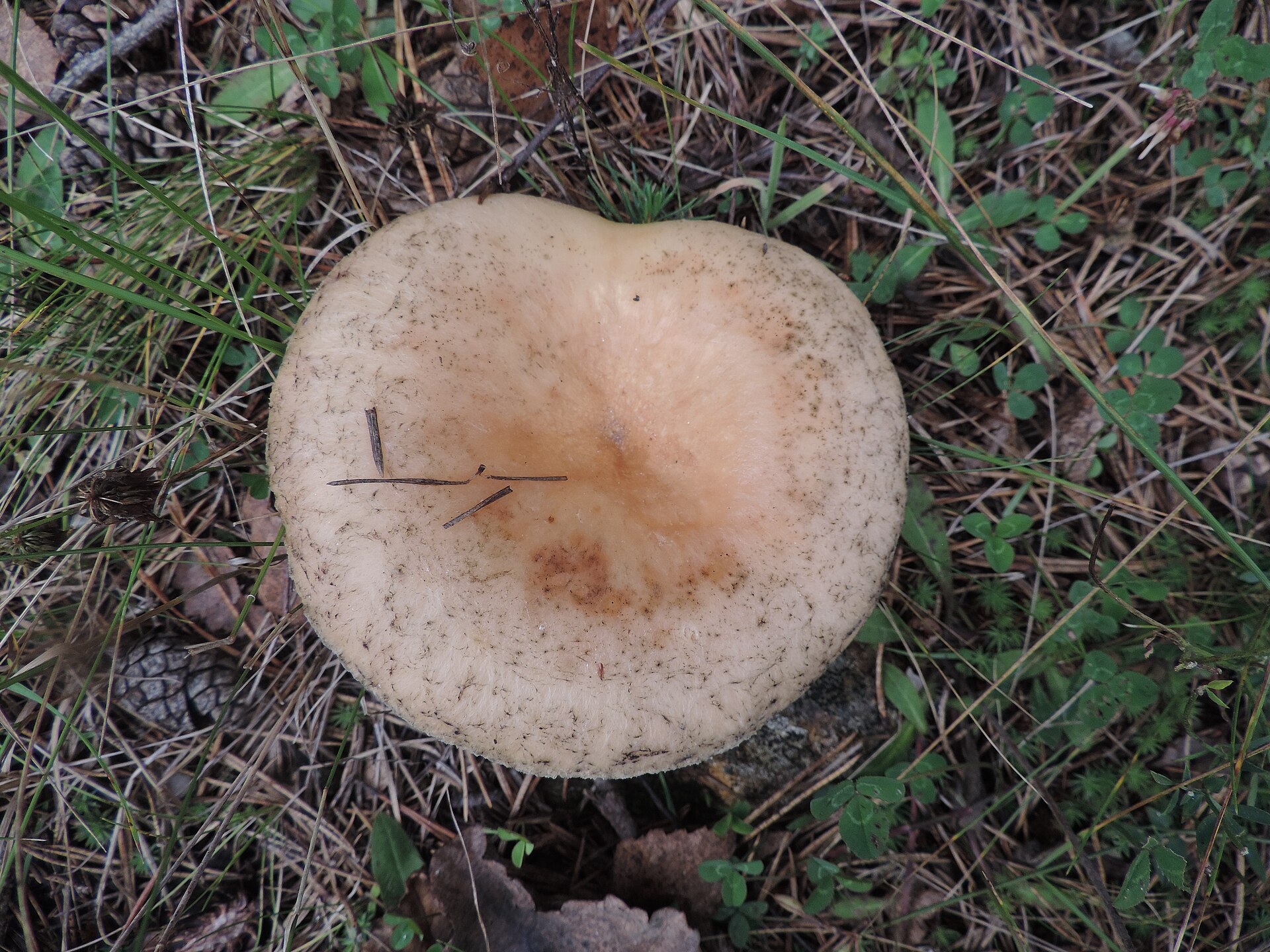 Mleczaj wełnianka (Lactarius torminosus)