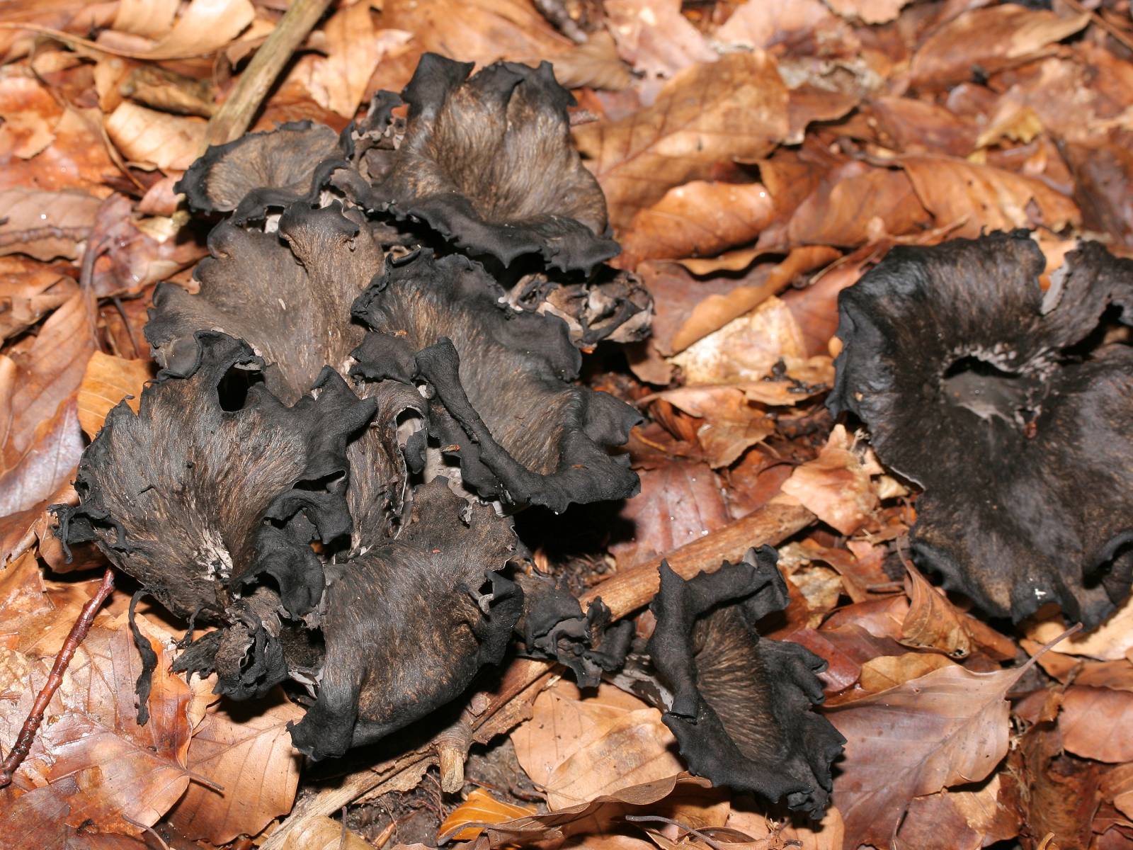 Lejkowiec dęty (Craterellus cornucopioides)