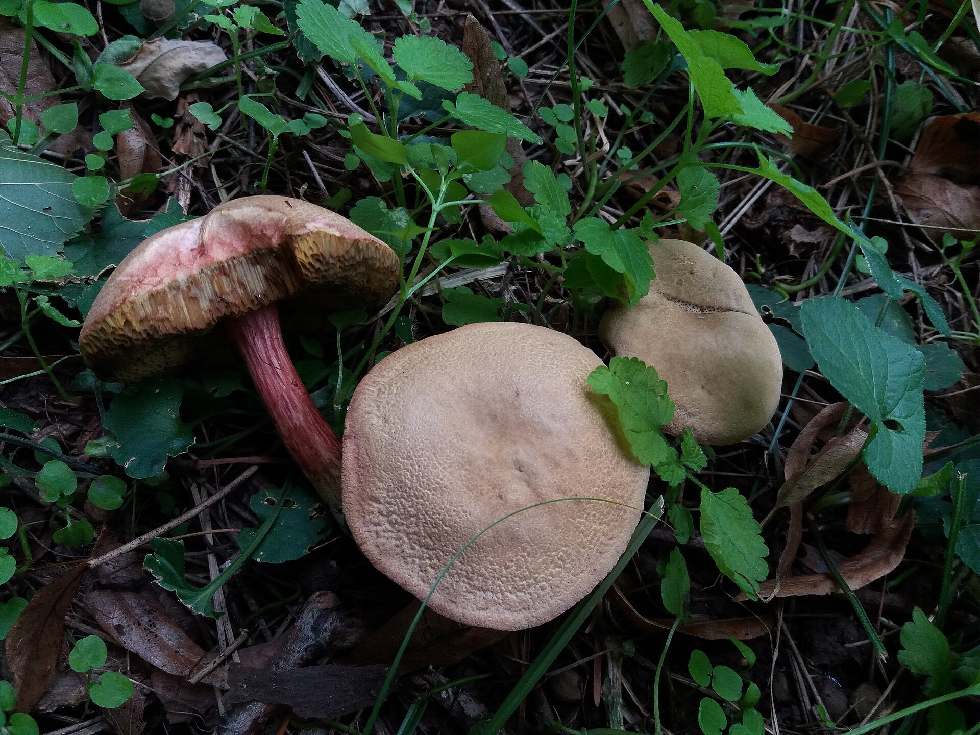 Suchogrzybek złotopory (Xerocomellus chrysenteron)