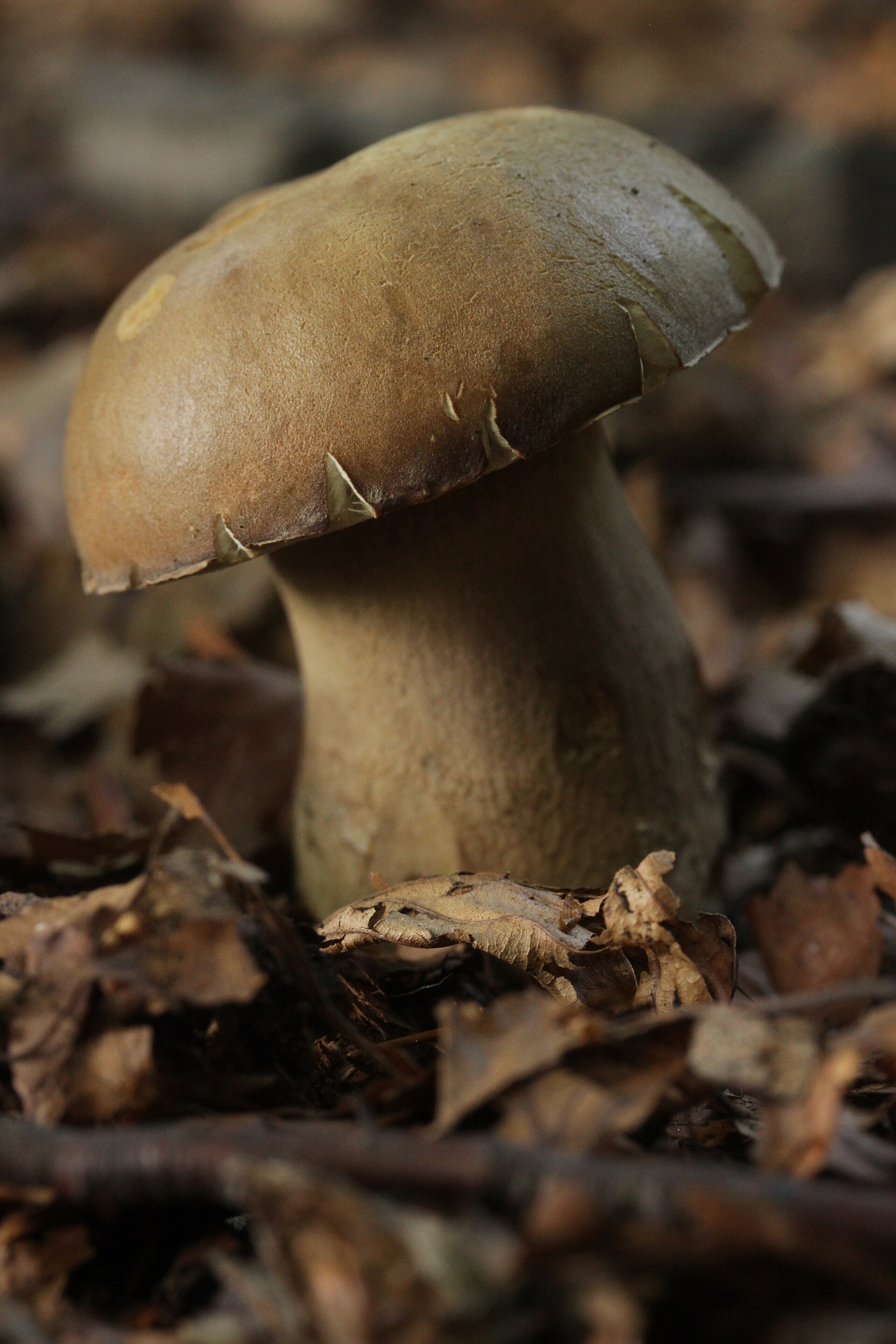 Borowik usiatkowany (Boletus reticulatus)