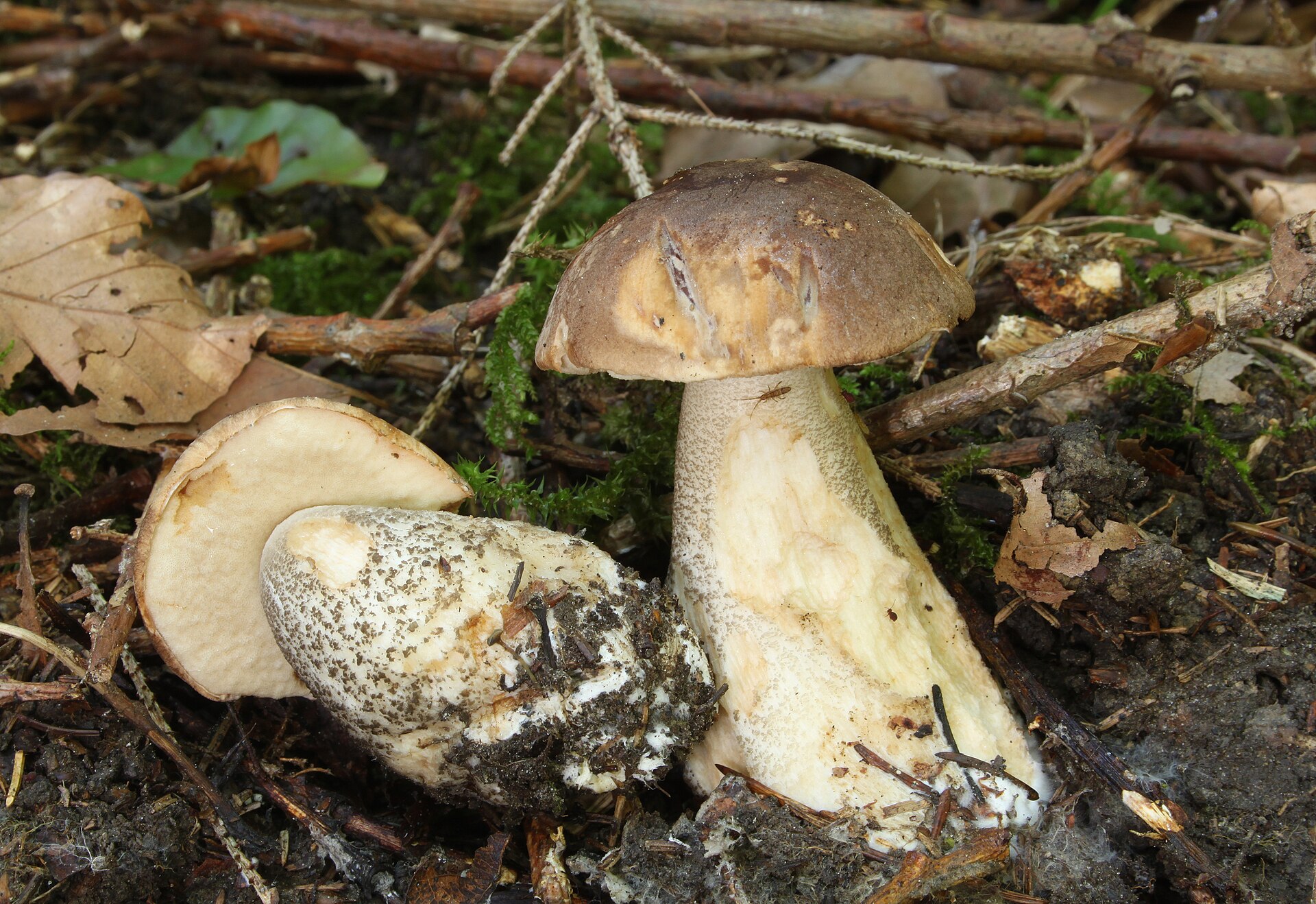 Koźlarz babka (Leccinum scabrum)