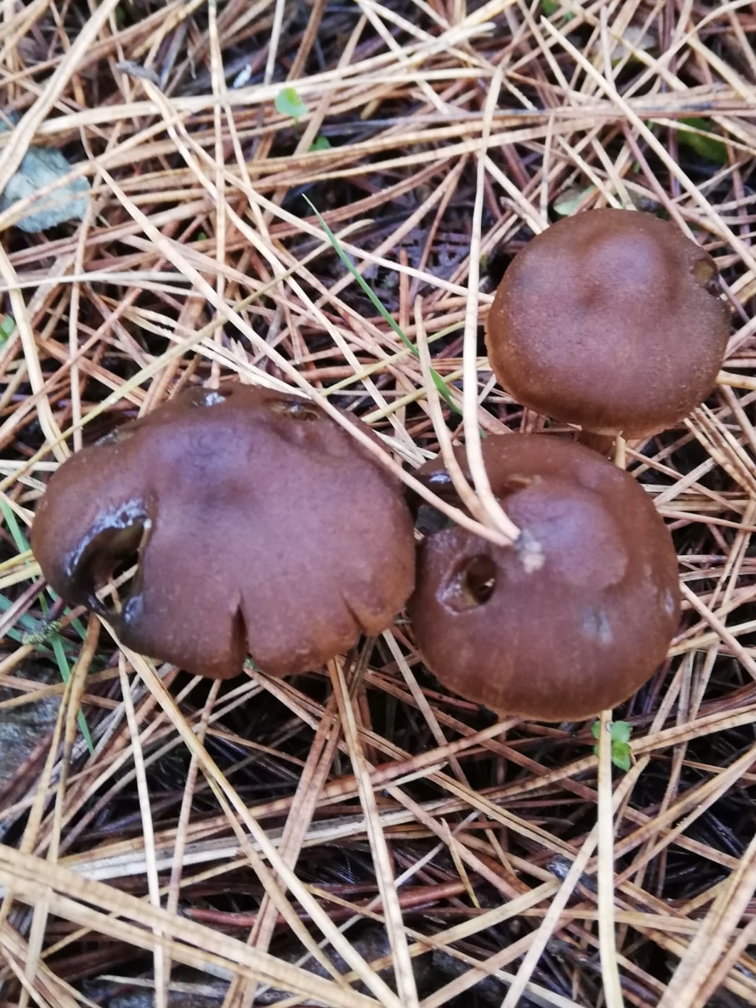 Zasłonak szafranowy (Cortinarius croceus)