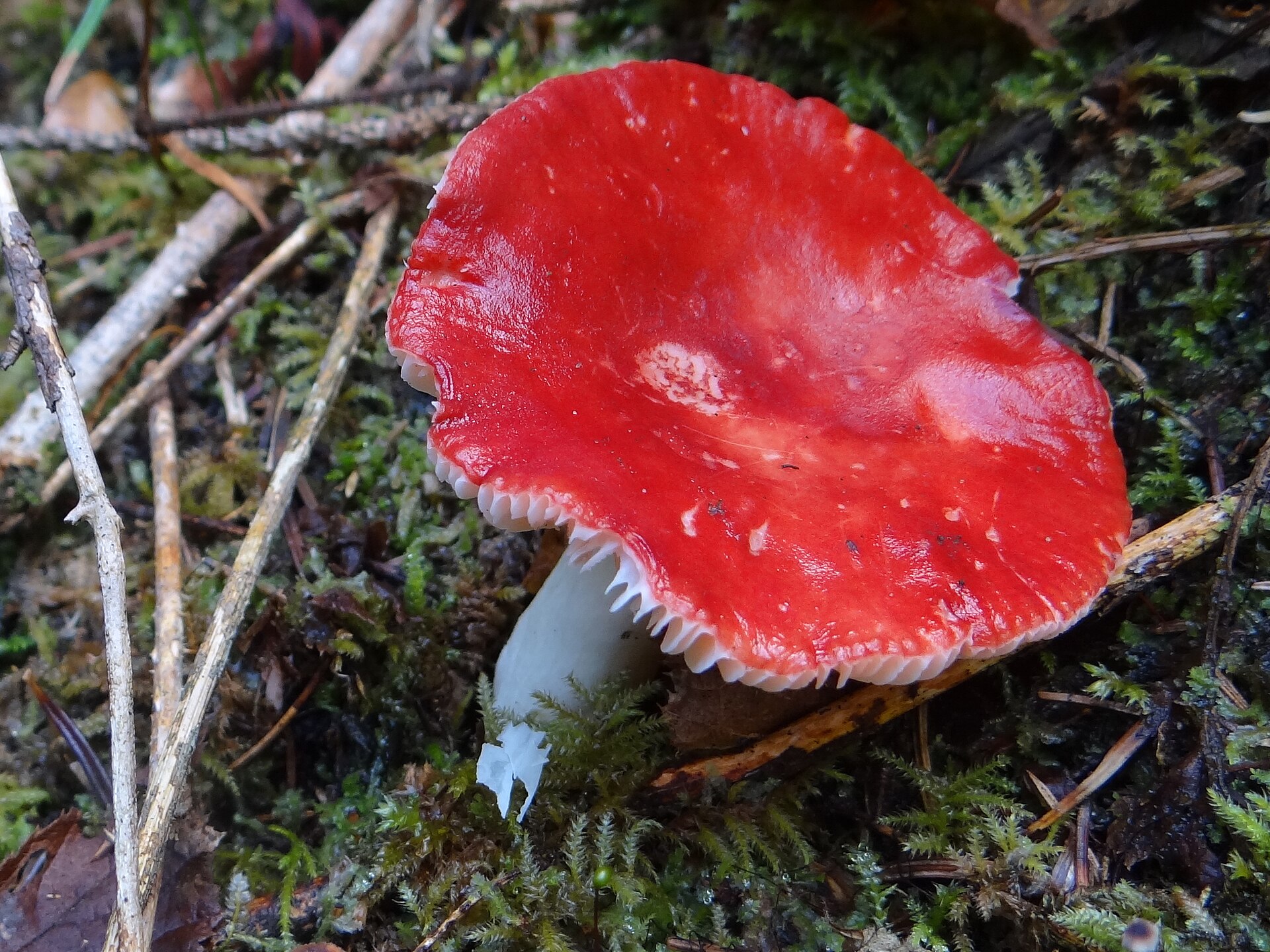 Gołąbek błotny
