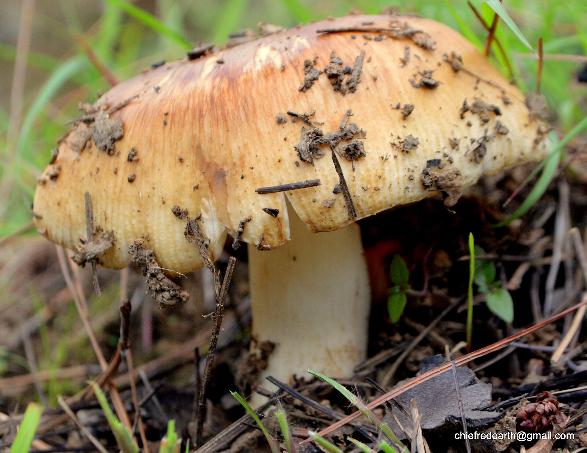 Gołąbek śmierdzący (Russula foetens)