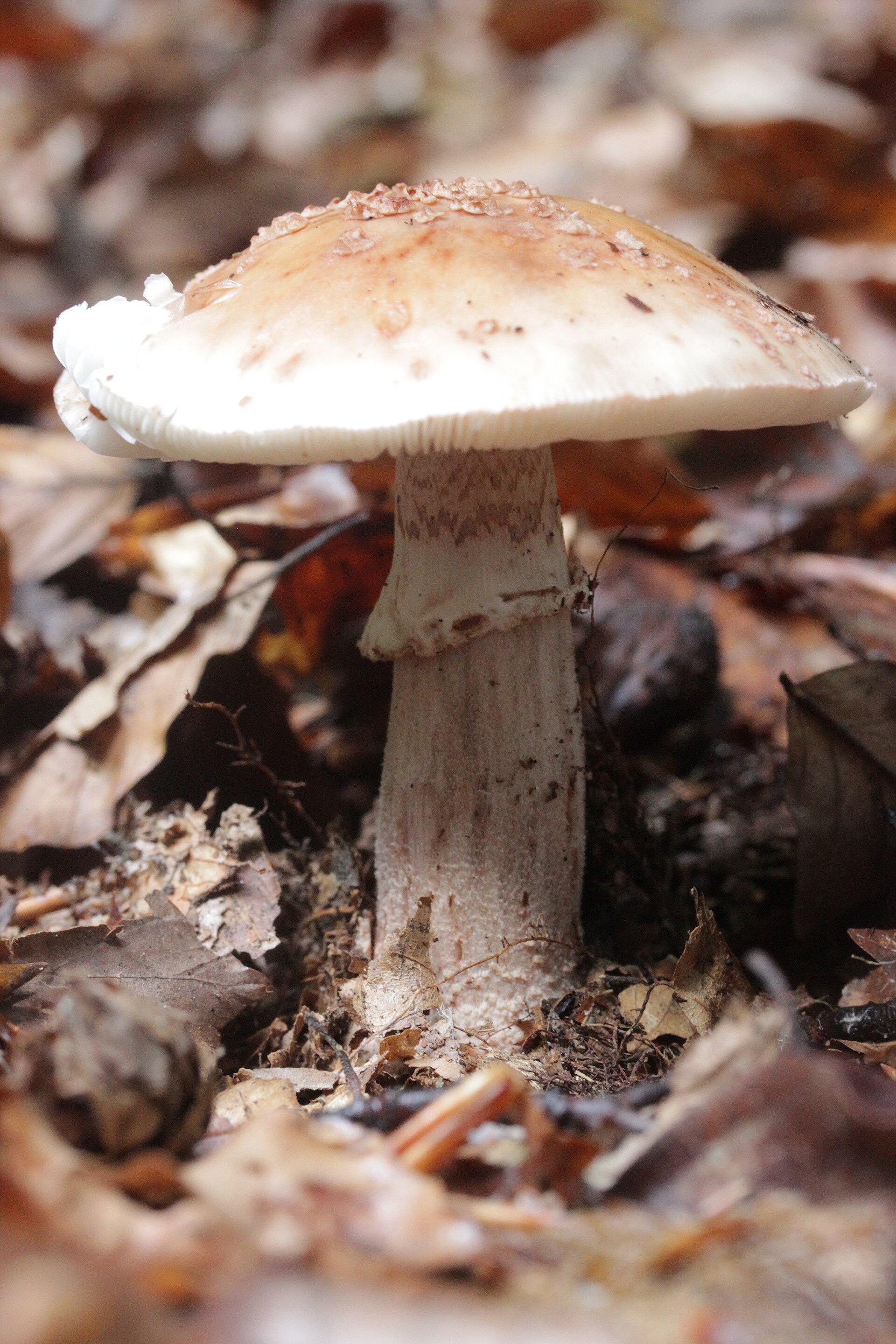 Muchomor czerwieniejący (Amanita rubescens)