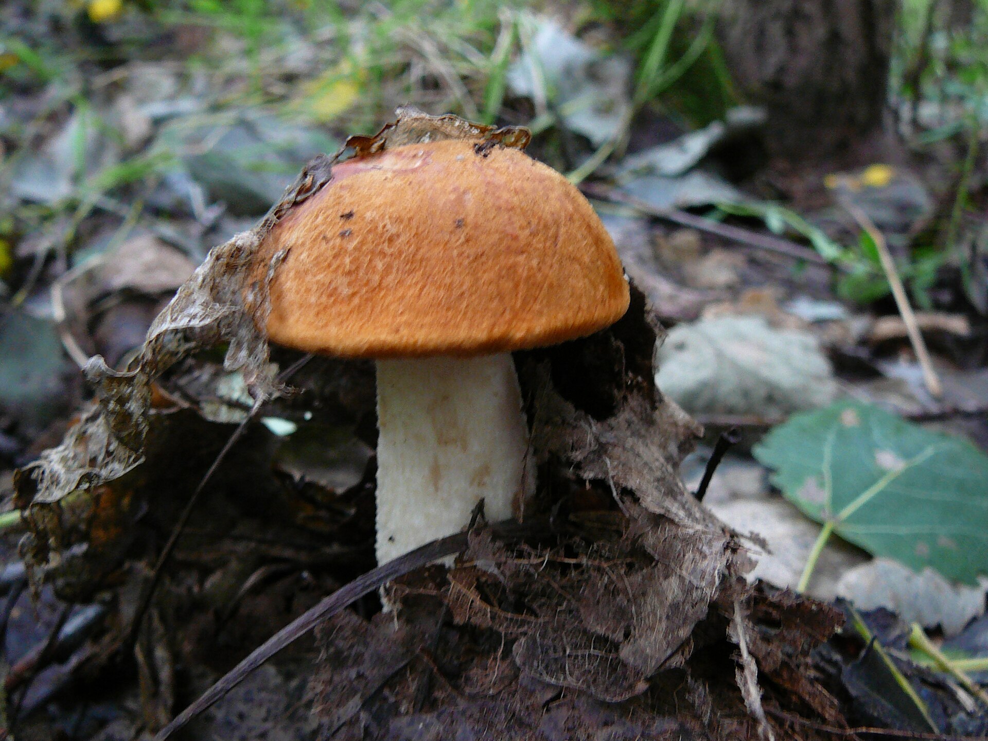 Koźlarz czerwony (Leccinum aurantiacum)