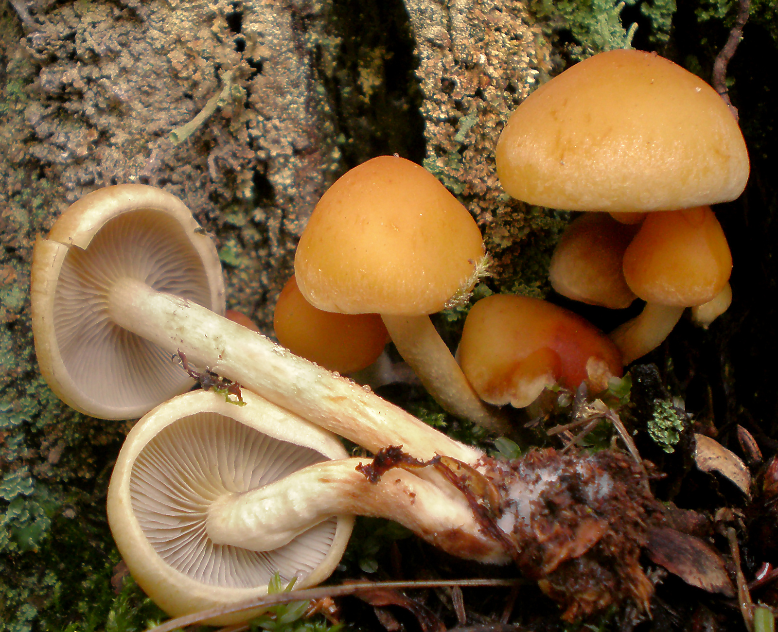 Maślanka łagodna (Hypholoma capnoides)