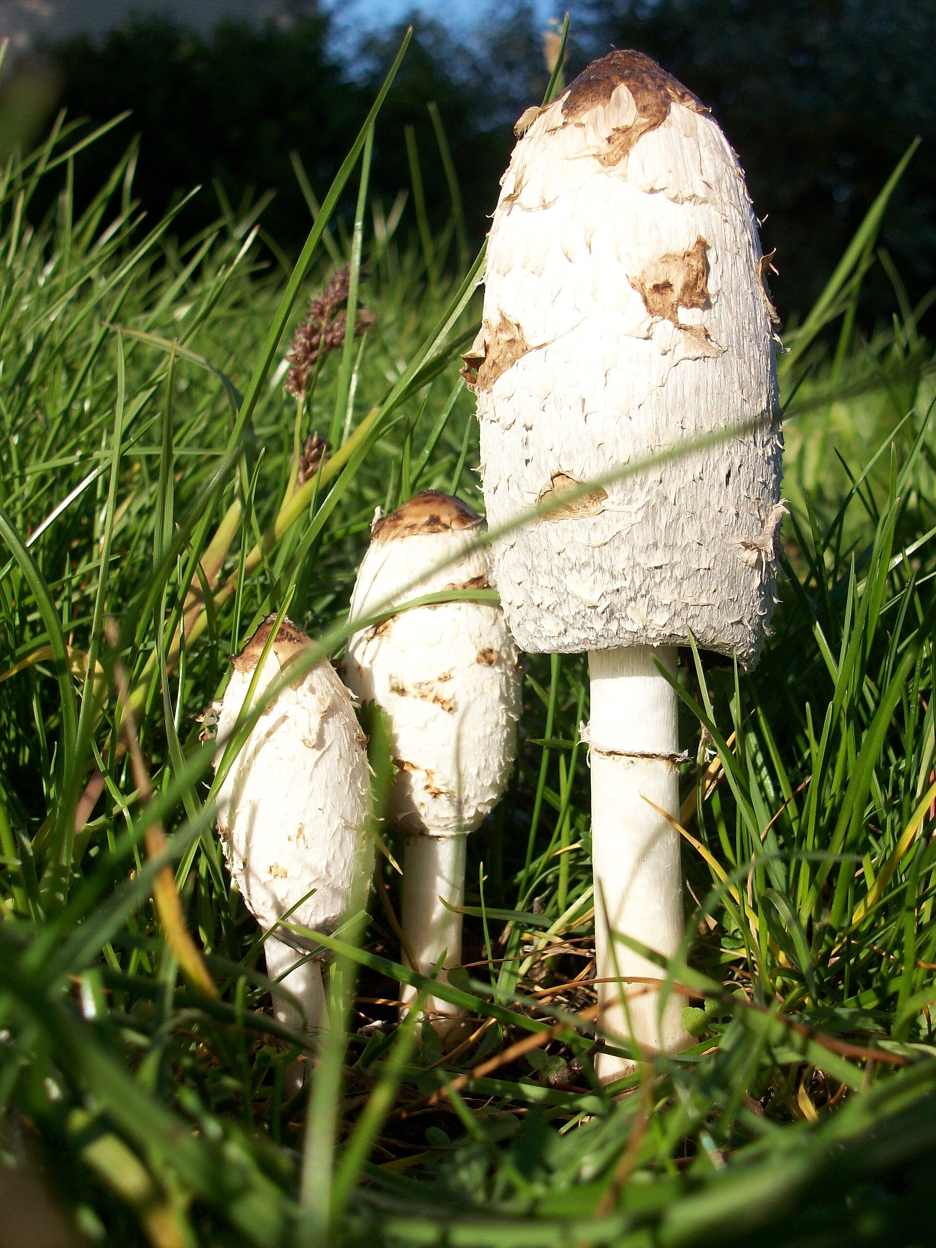 Czernidłak kołpakowaty (Coprinus comatus)