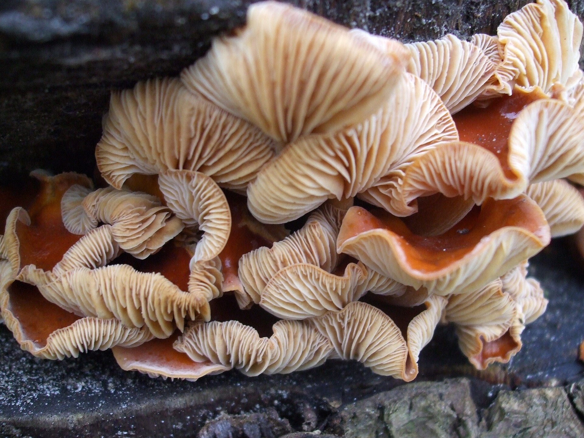 Płomiennica zimowa (Flammulina velutipes)