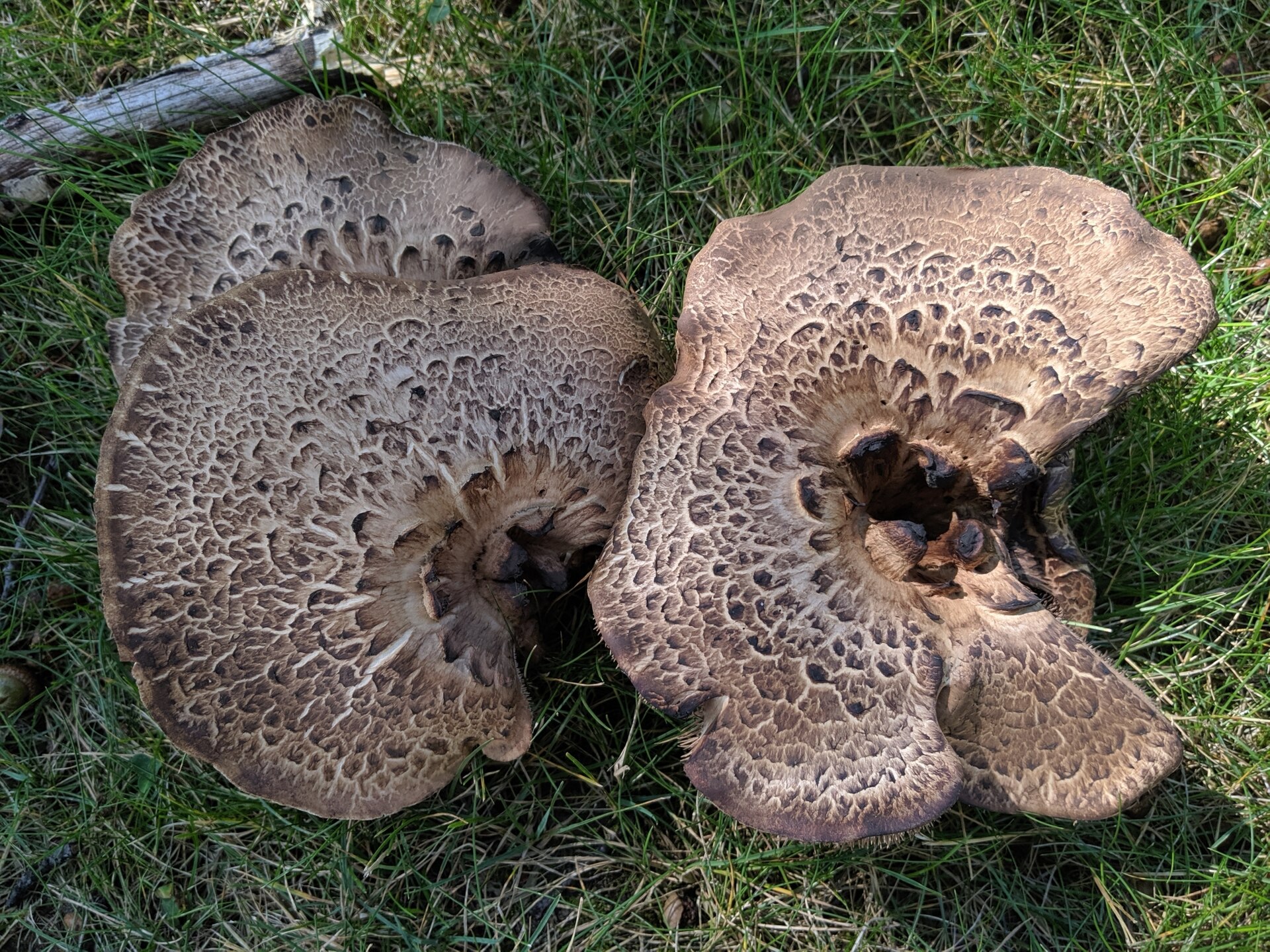 Sarniak świerkowy (Sarcodon imbricatus)
