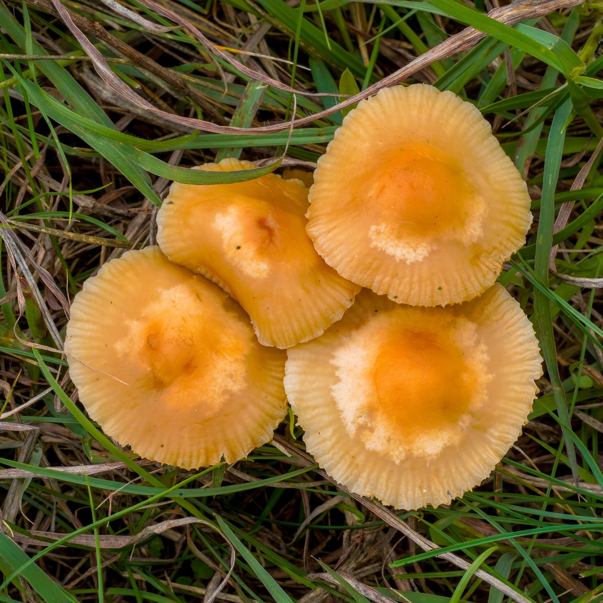 Twardzioszek przydrożny (Marasmius oreades)