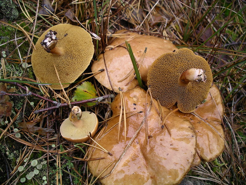 Maślak sitarz (Suillus bovinus)