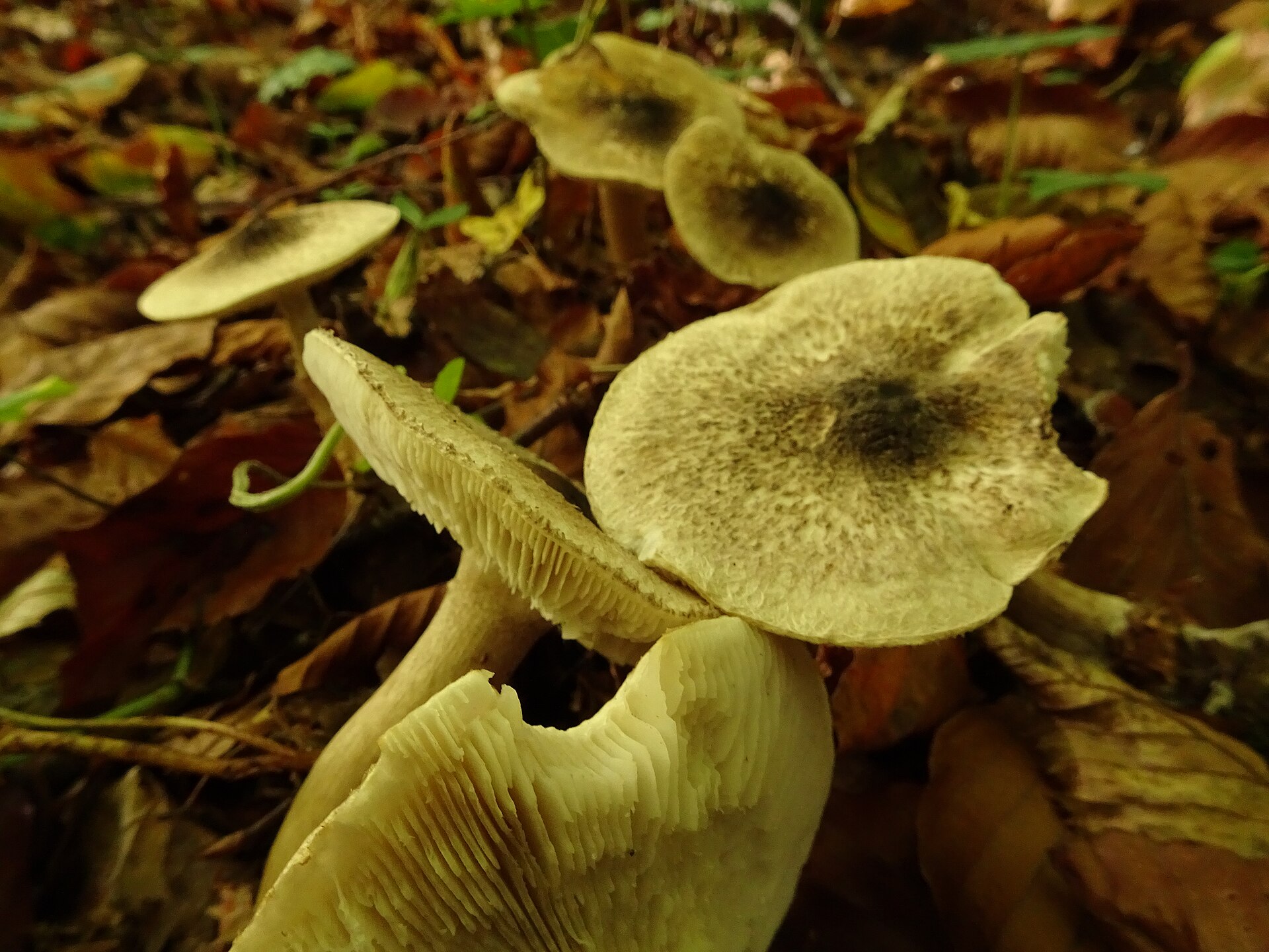 Gąska siarkowa (Tricholoma sulphureum)