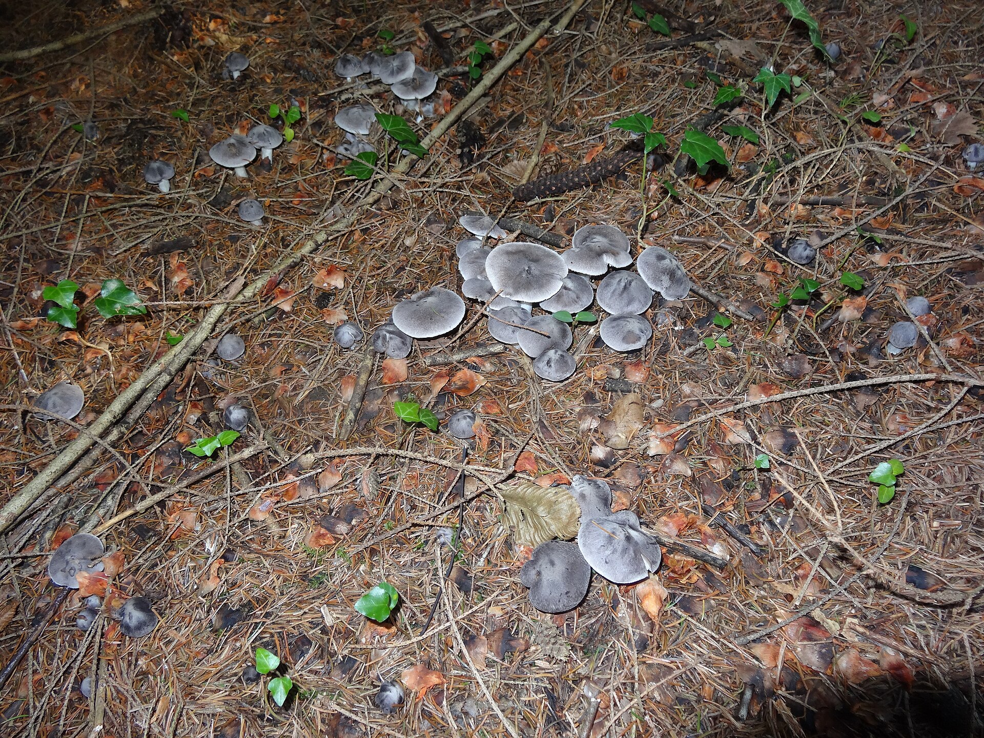 Gąska ziemistoblaszkowa (Tricholoma terreum)