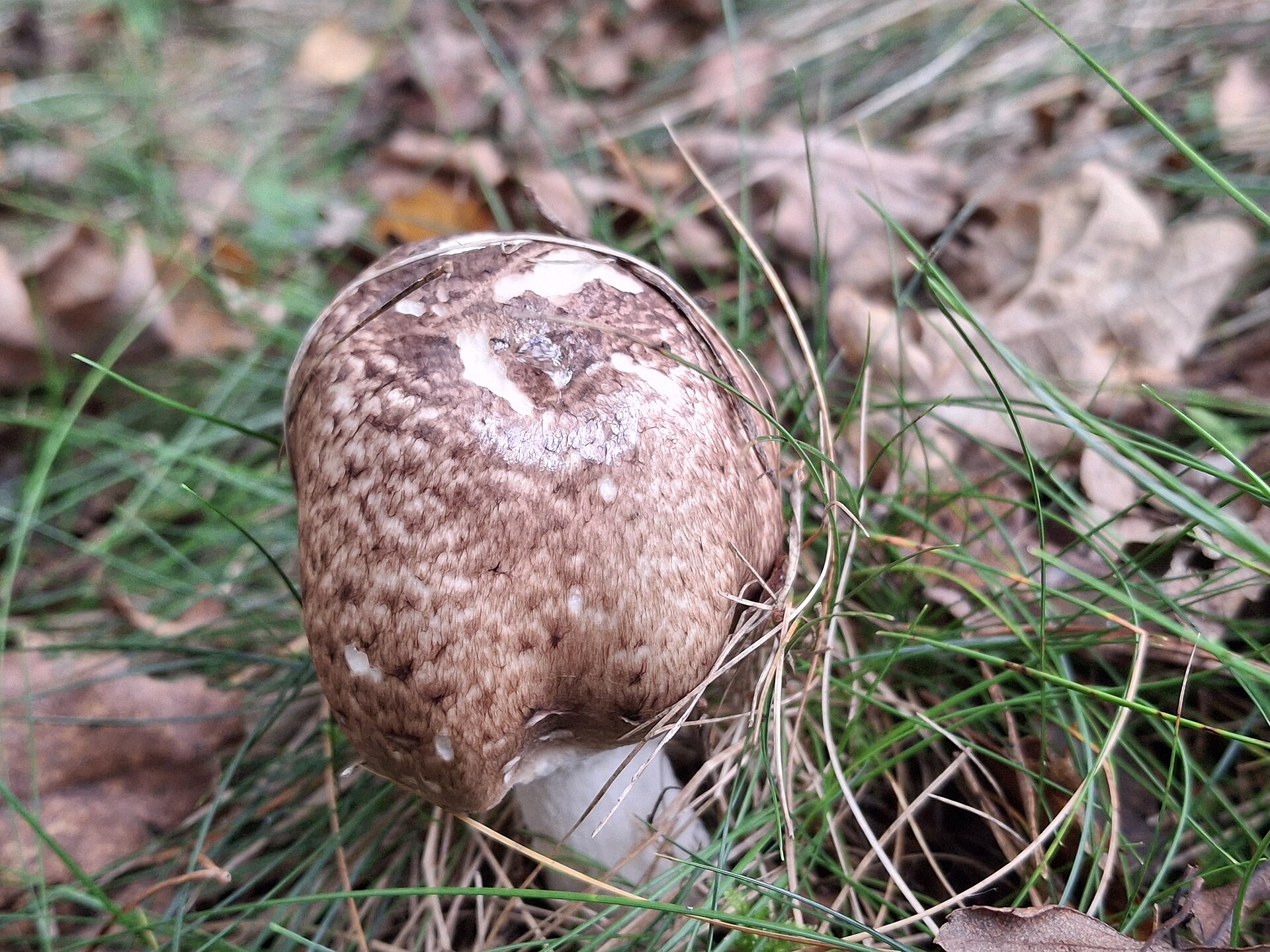 Pieczarka leśna (Agaricus sylvaticus)