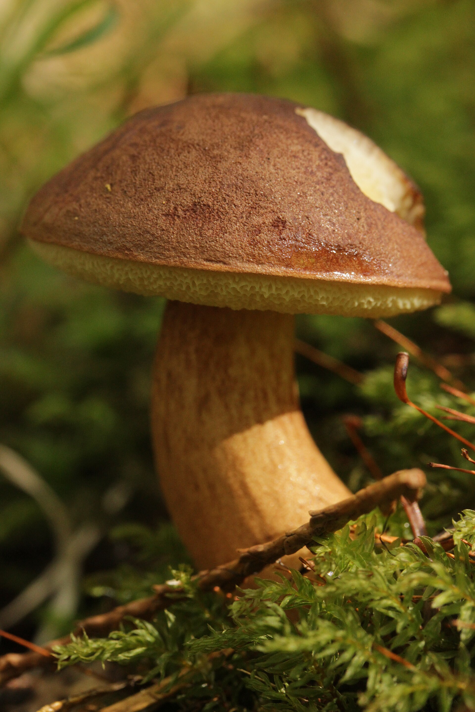 Podgrzyb brunatny (Imleria badia)