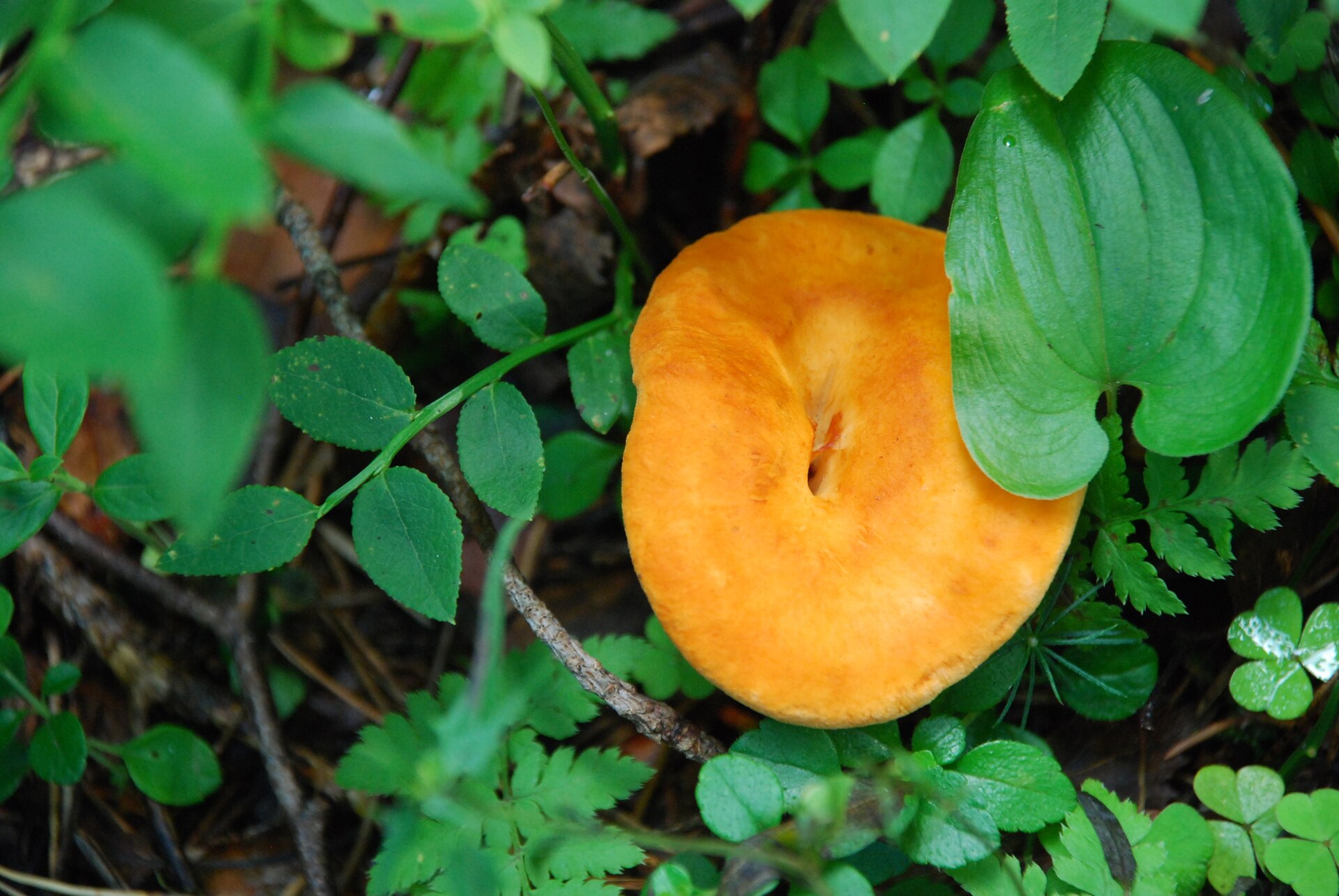 Kolczak obłączasty (Hydnum repandum)