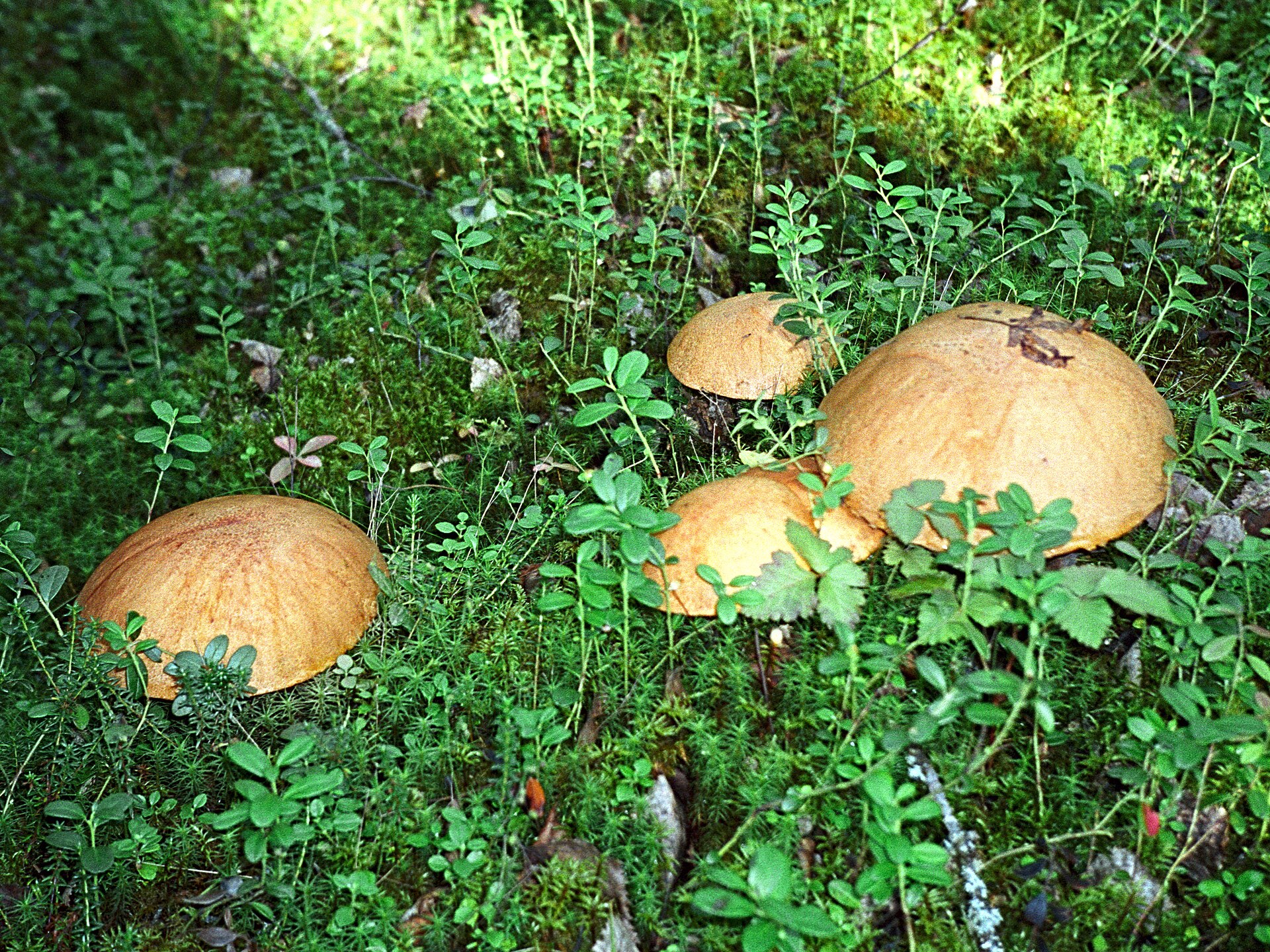 Koźlarz pomarańczowożółty (Leccinum versipelle)