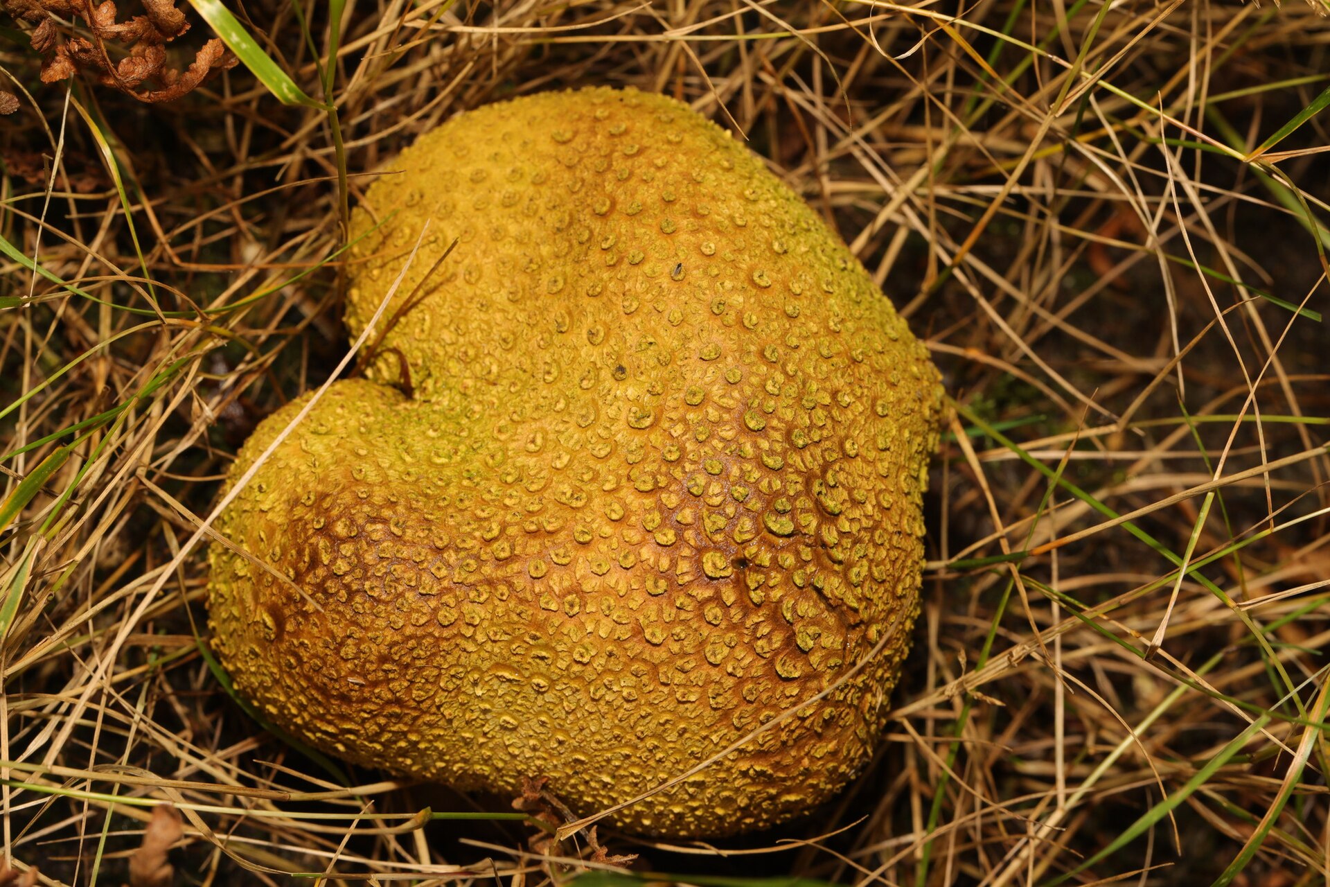Tęgoskór cytrynowy (Scleroderma citrinum)