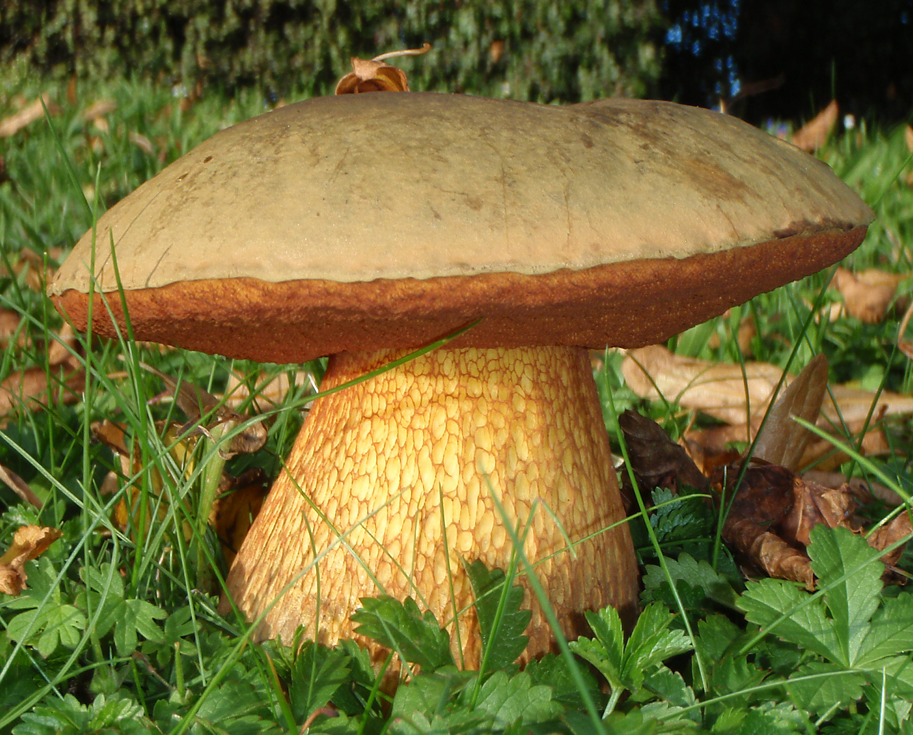 Modroborowik ponury