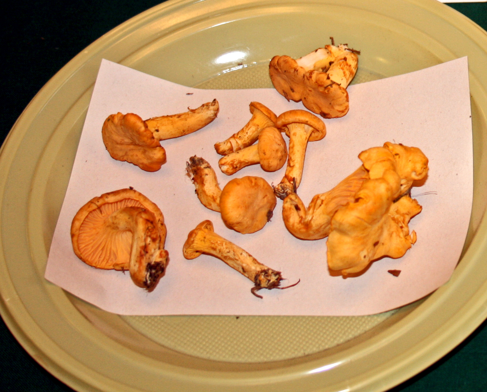 Pieprznik jadalny (Cantharellus cibarius)